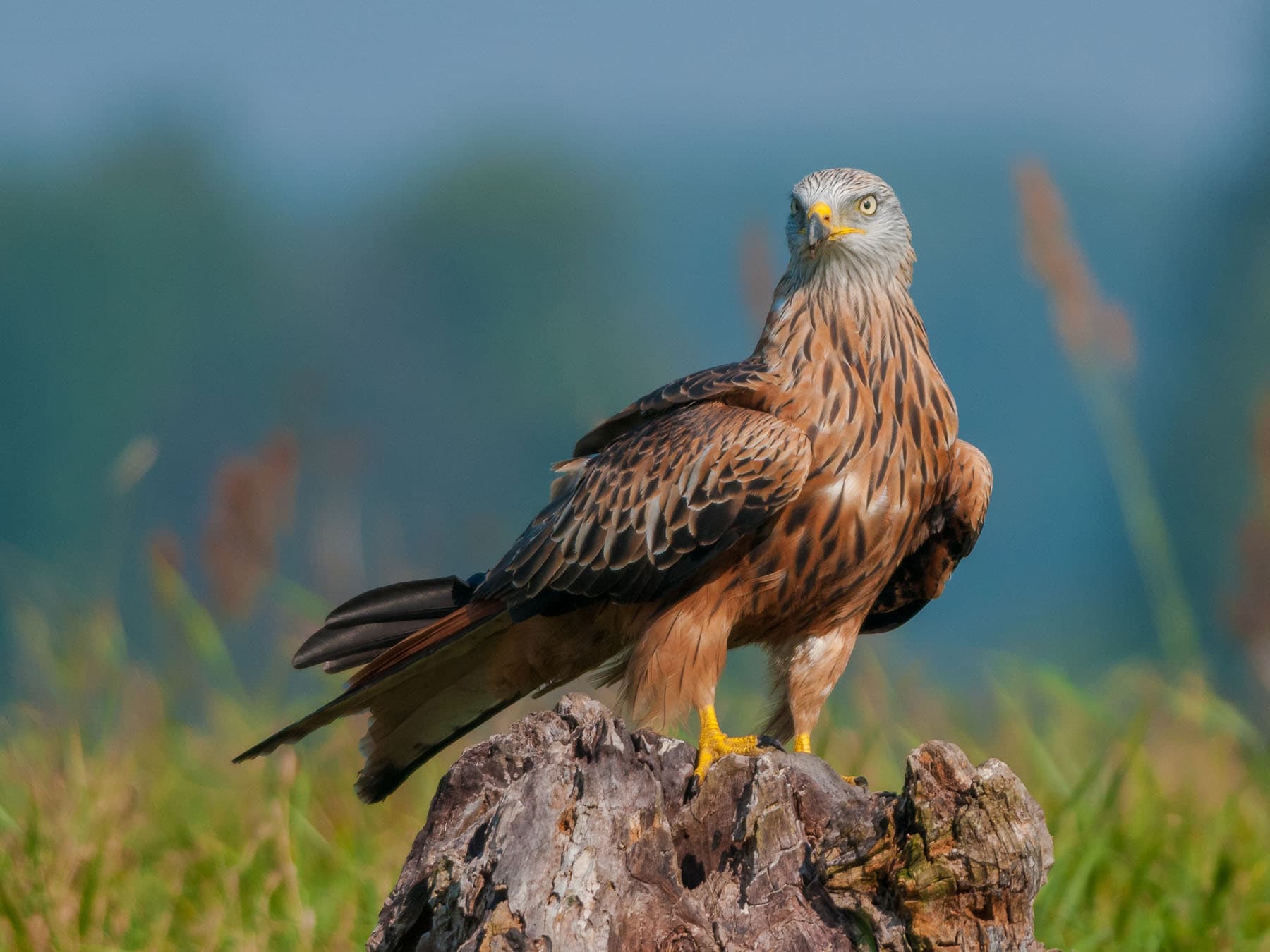 How big are red kites