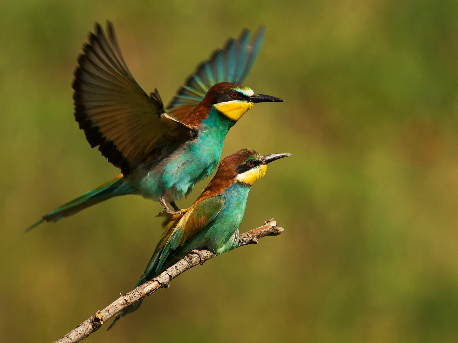How Do Birds Mate: From Courtship to Nesting