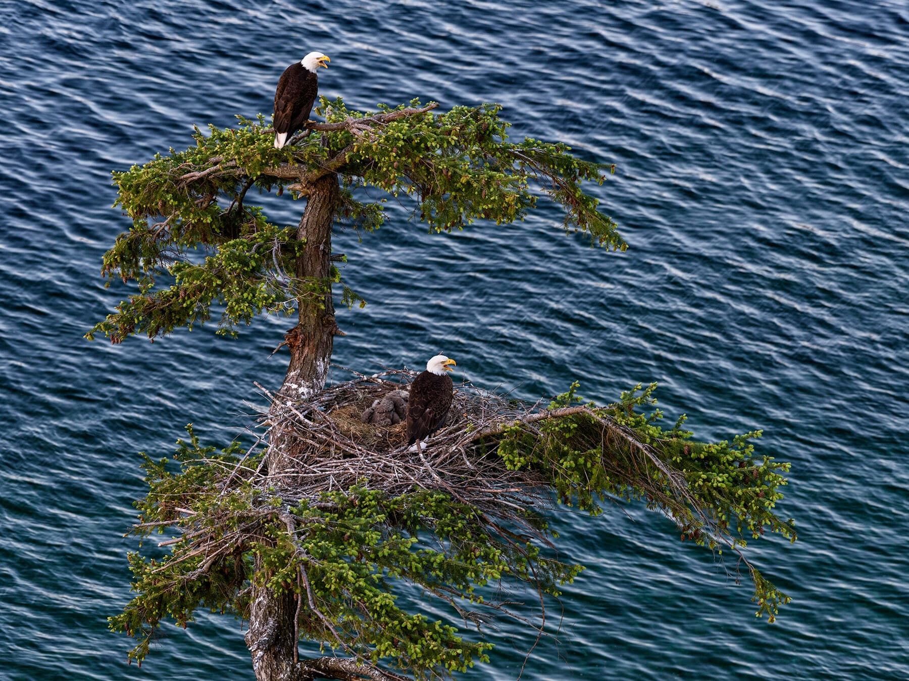 How high do bald eagles nest