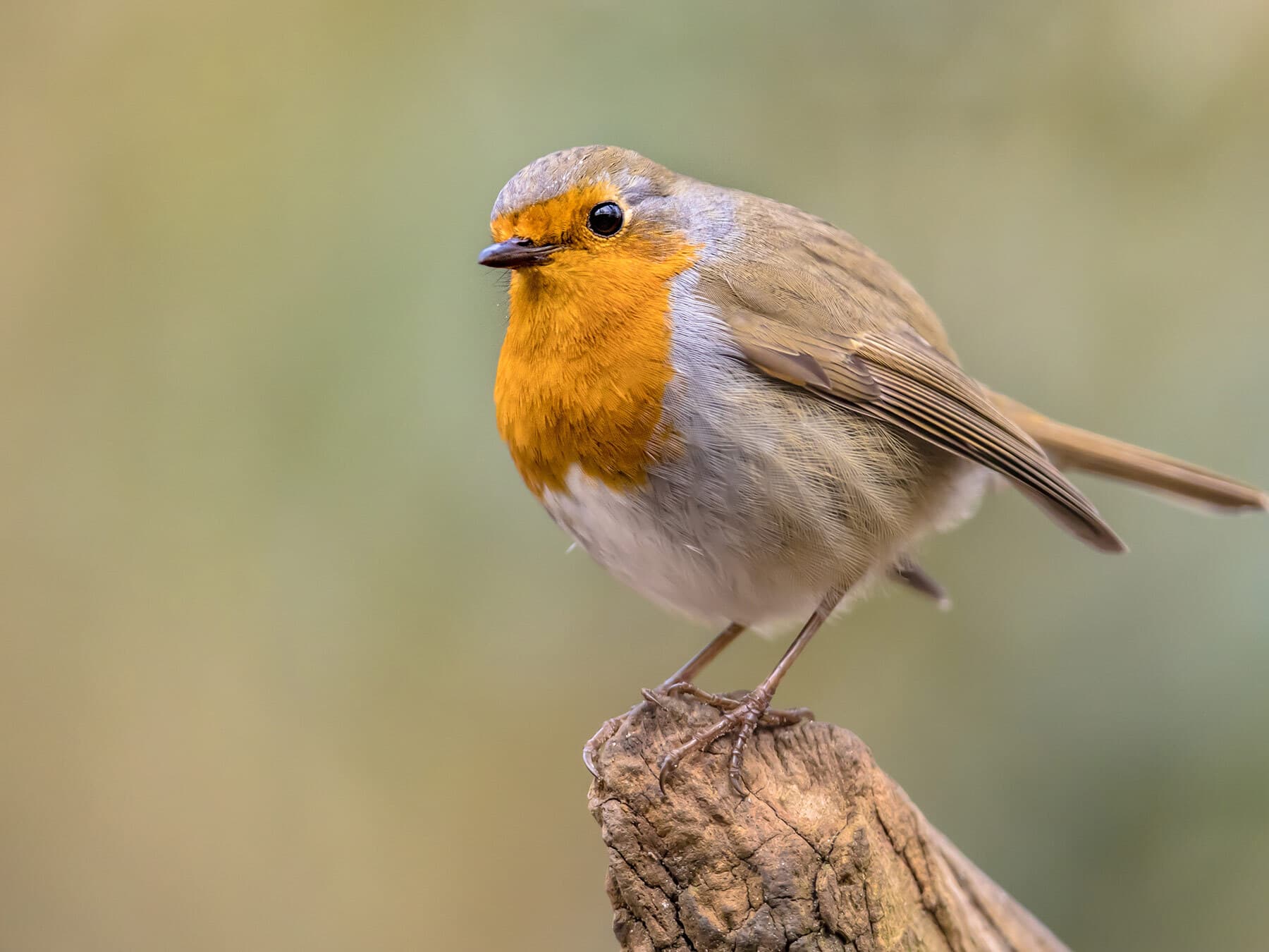 How Long Do Robins Live? (European Robin Lifespan)