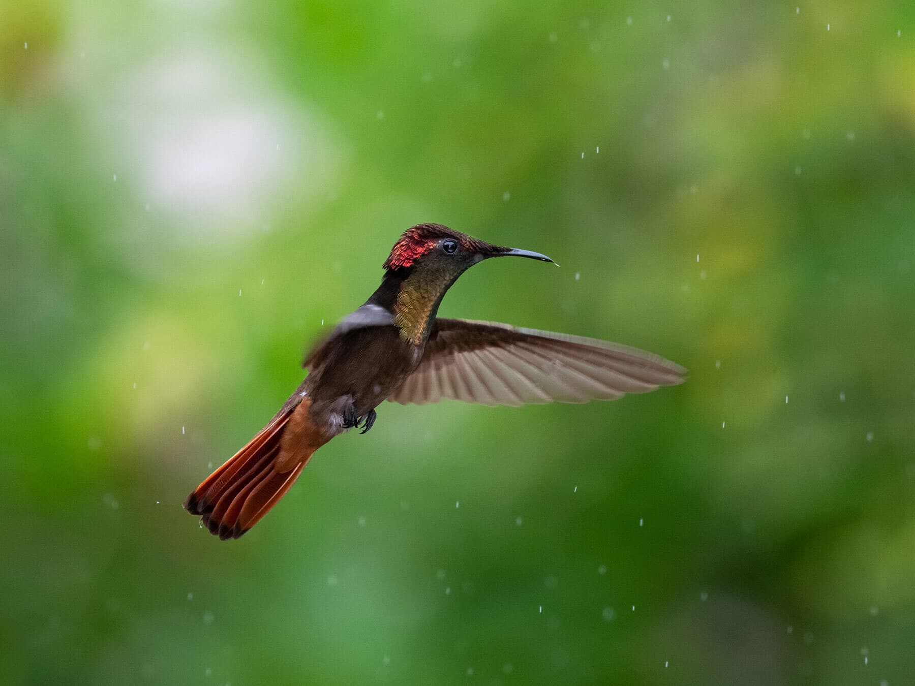 Hummingbird flying in rain