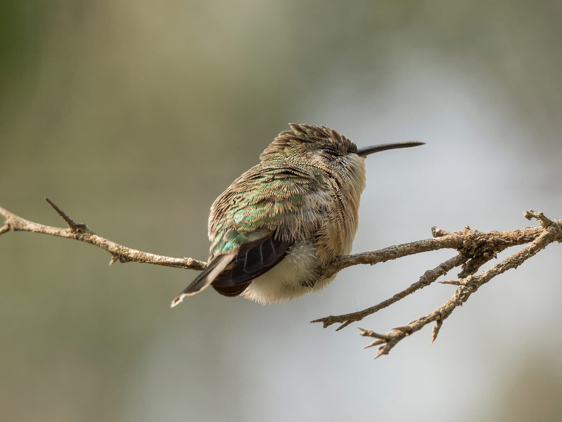 Hummingbird torpor