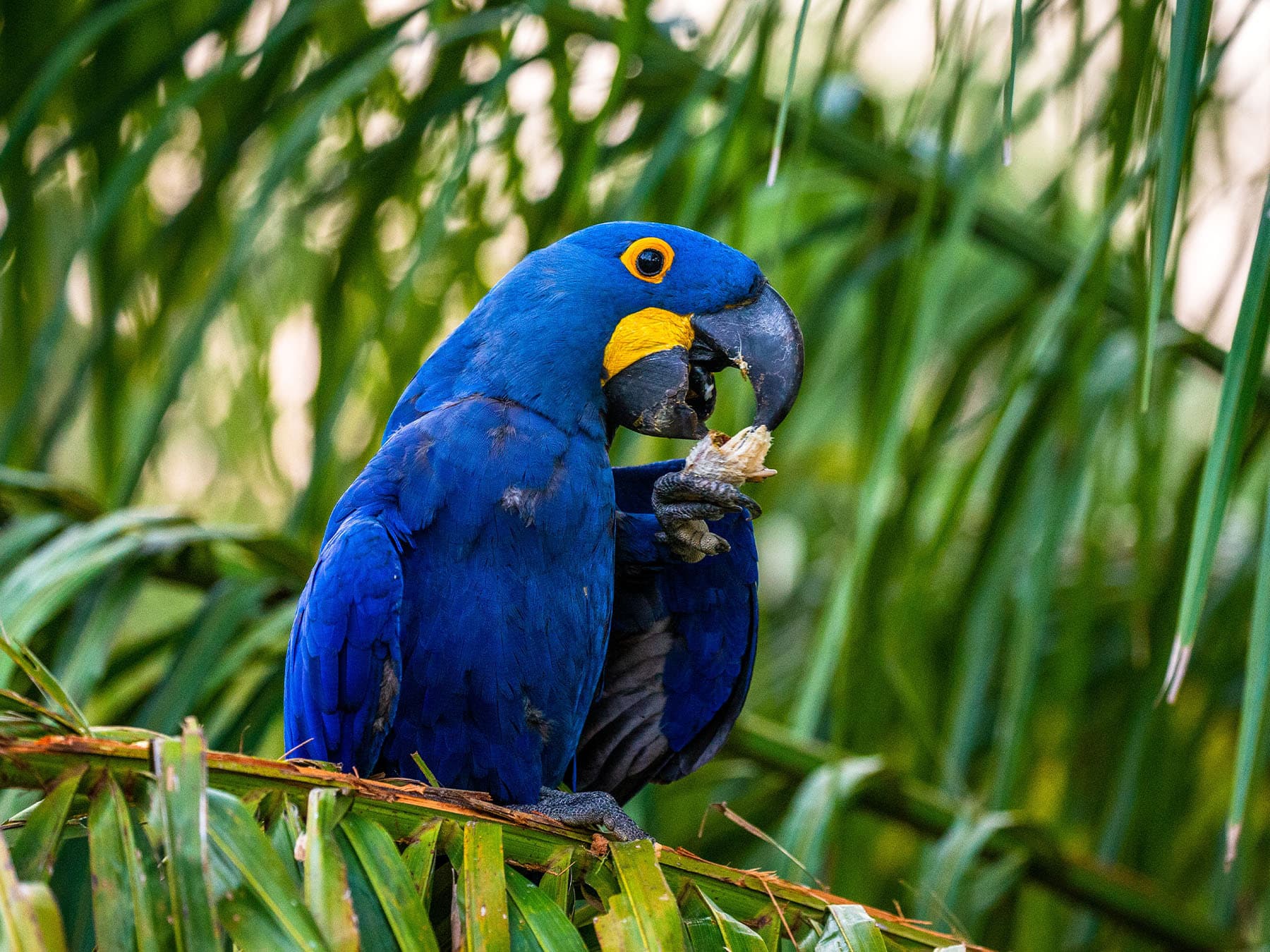 Hyacinth macaw in palm tree eating nut