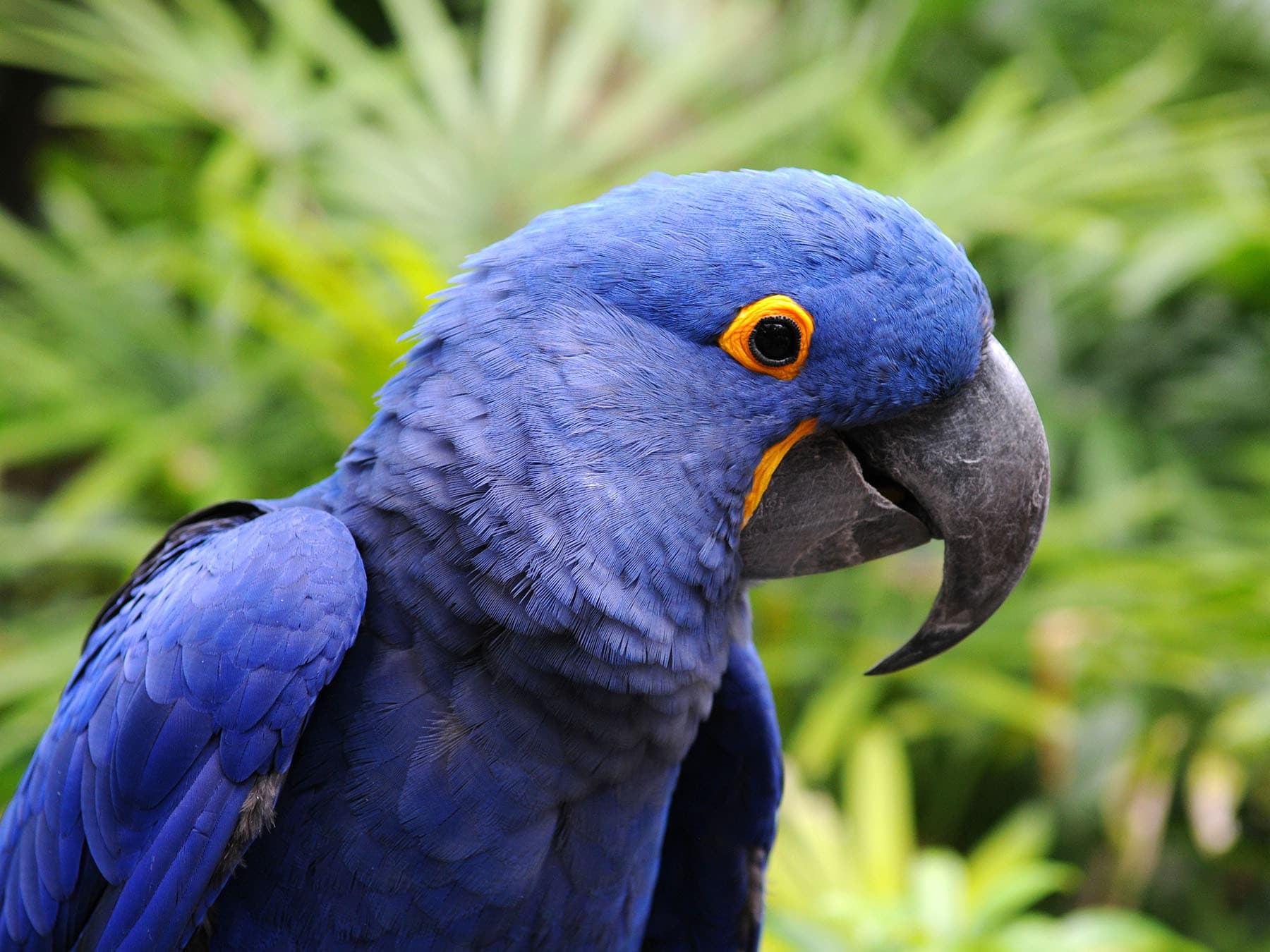 Hyacinth Macaw close up portrait