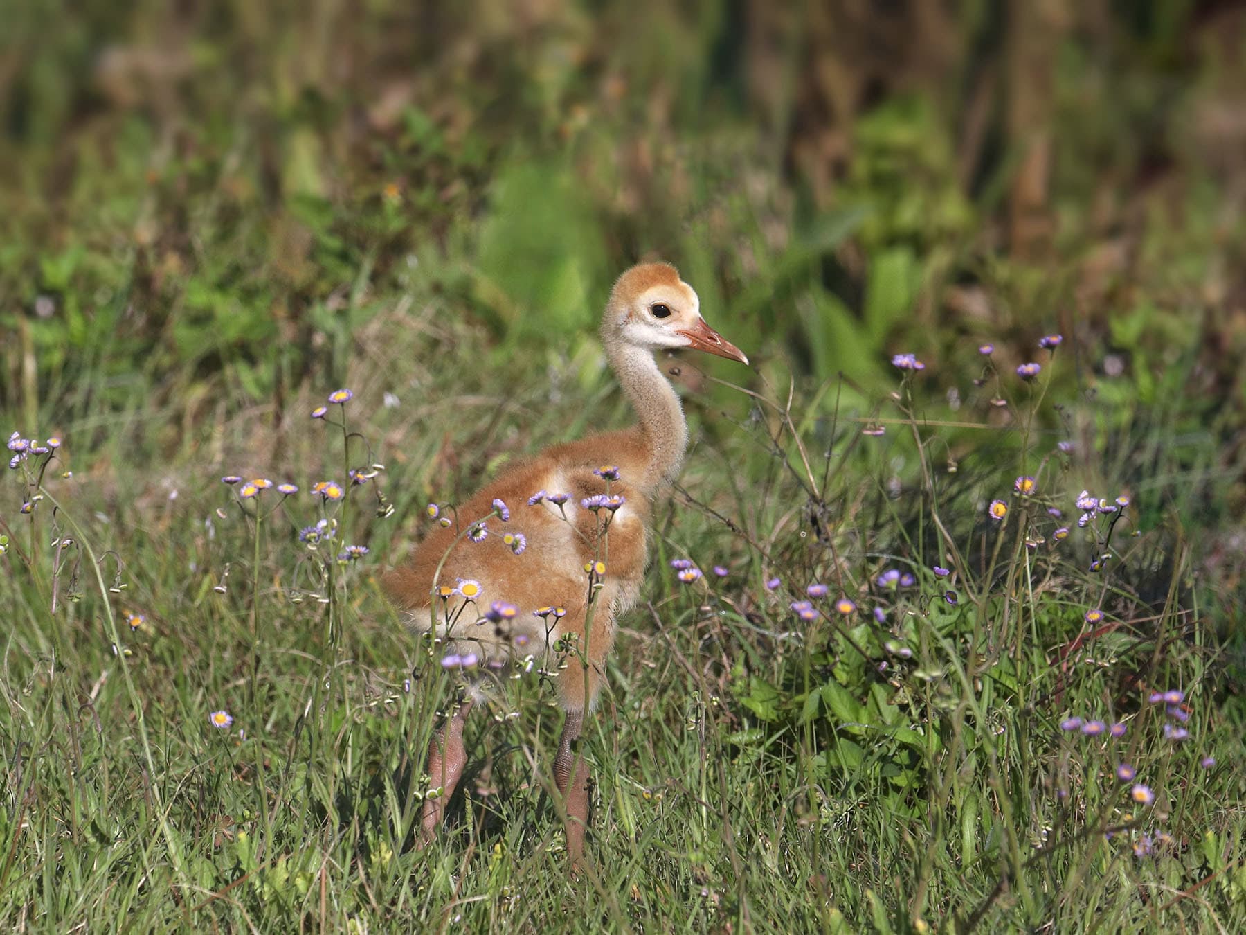 Immature sandhill crane