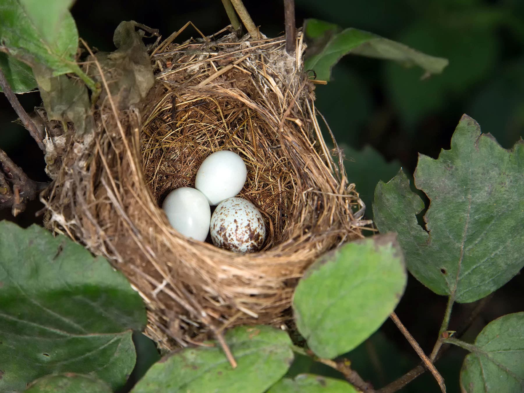 A grass cup nest holding two plain pale host eggs and one white egg spotted with brown, a Brown-headed Cowbird egg