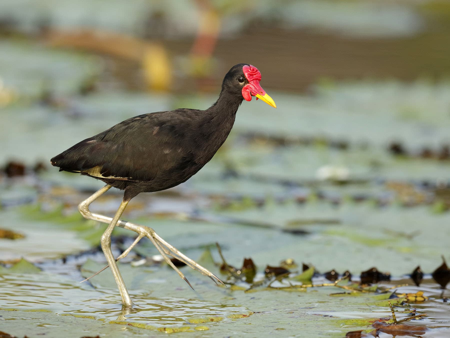 Integumentary System