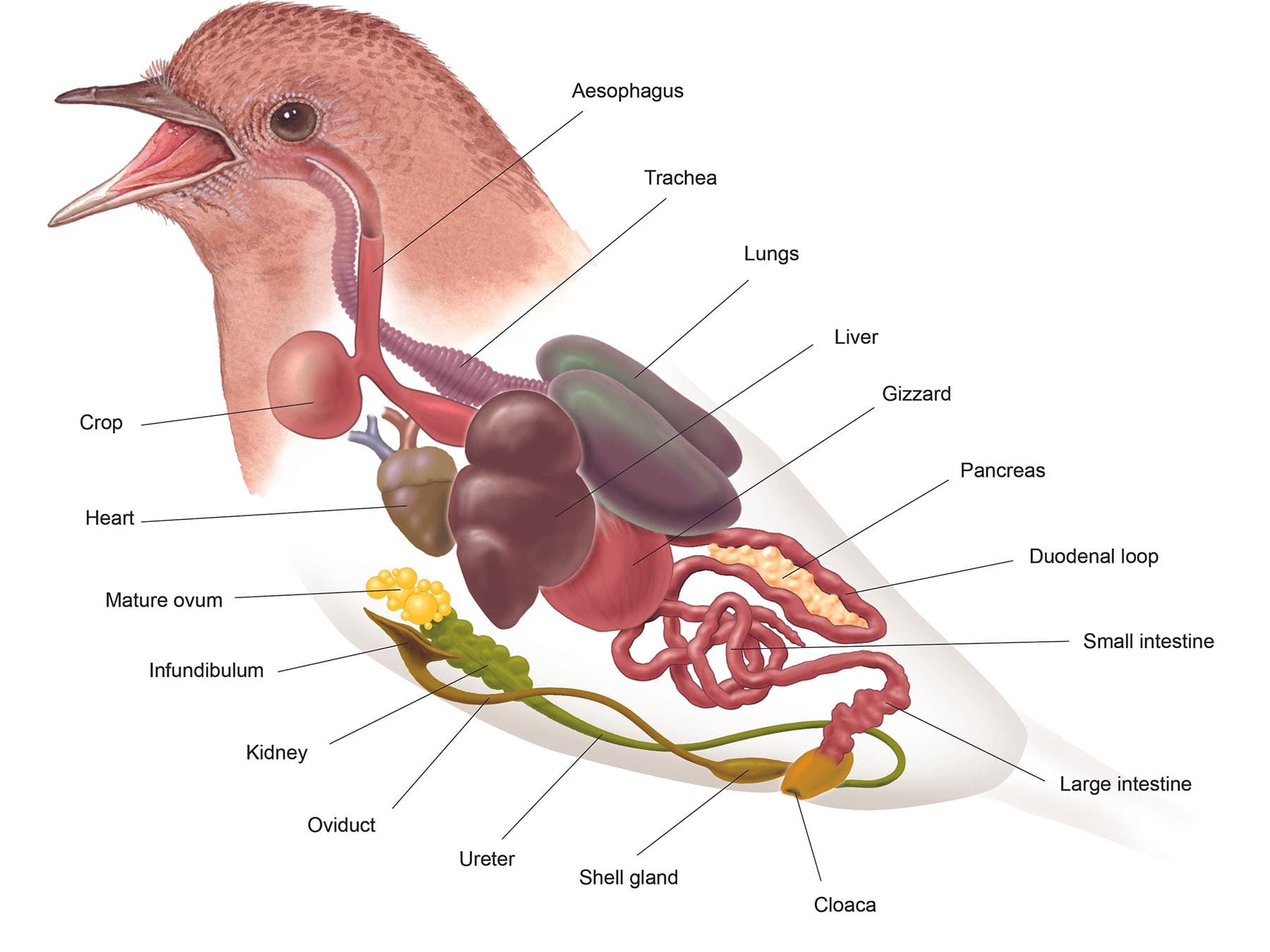 Internal morphology of a bird