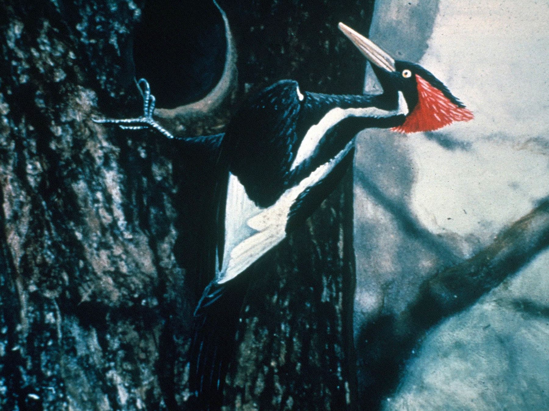 Ivory-billed Woodpecker