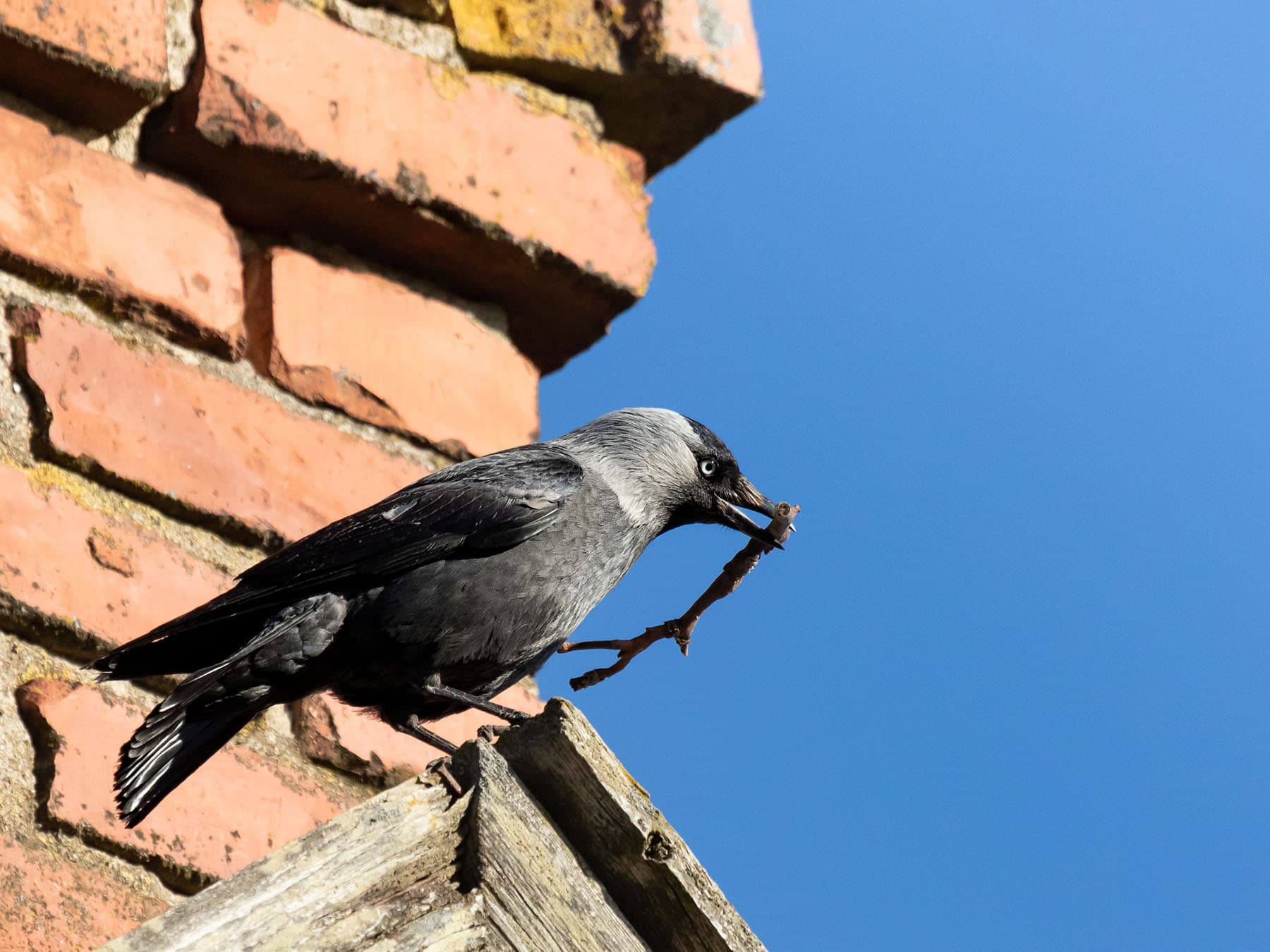 Jackdaw nesting material