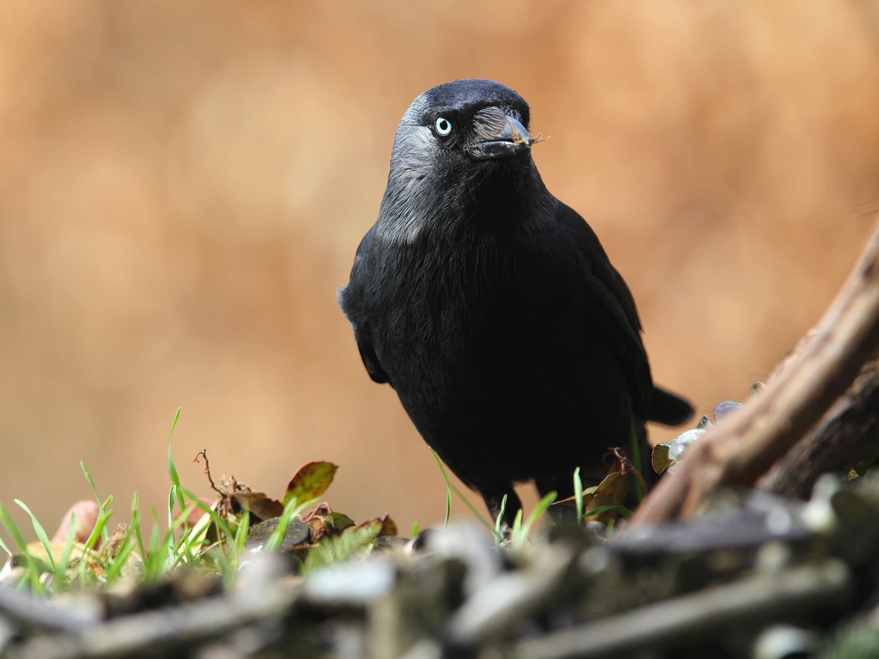 Jackdaw Nesting (Behaviour, Eggs + Location)