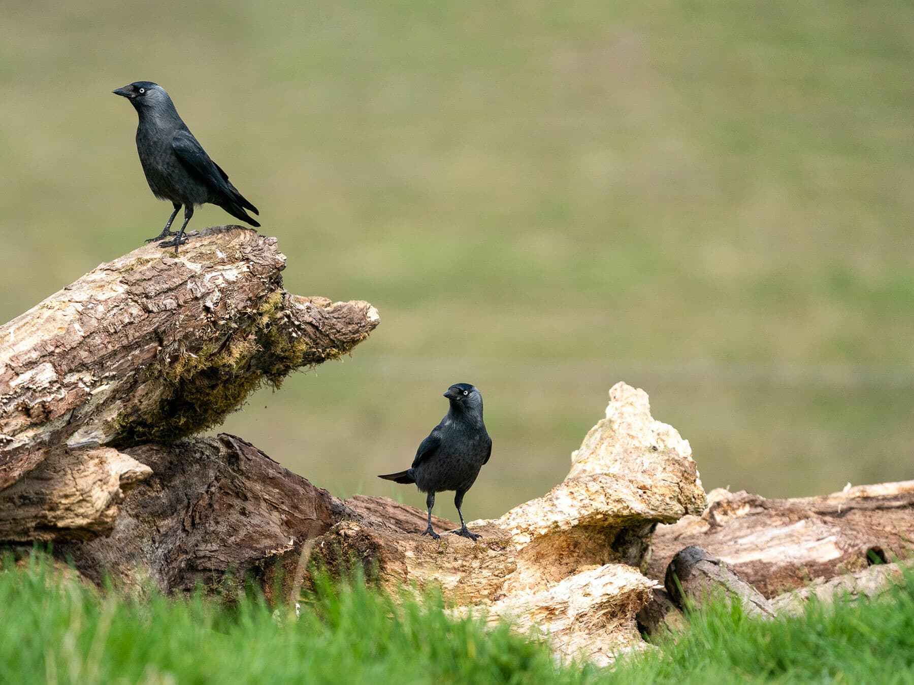 Jackdaw pair