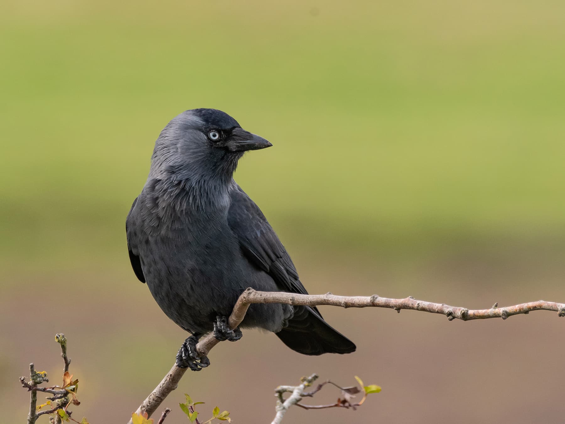 Jackdaw perched