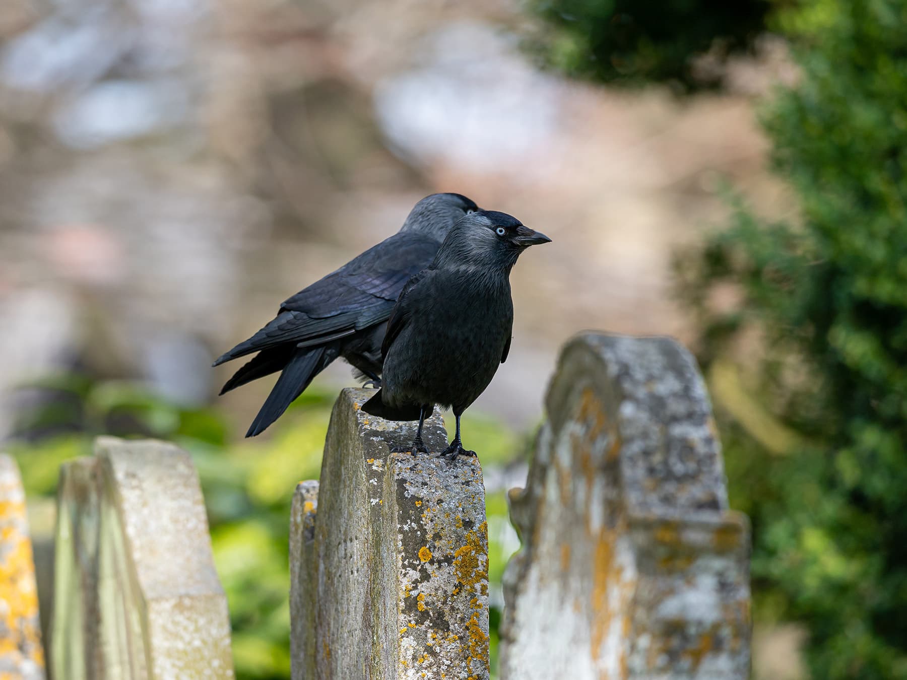 Jackdaws in graveyard