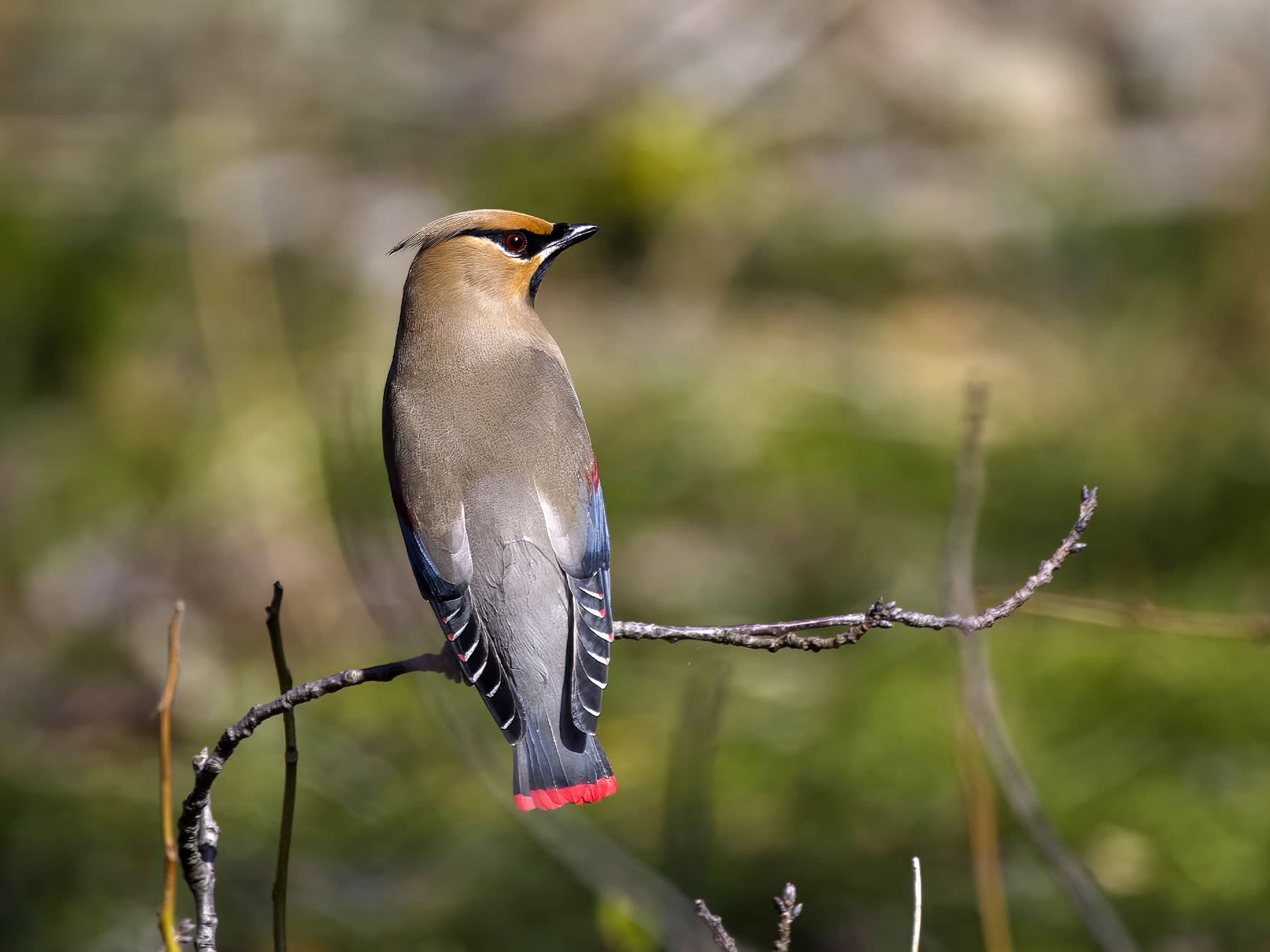Japanese Waxwing sitting on a branch