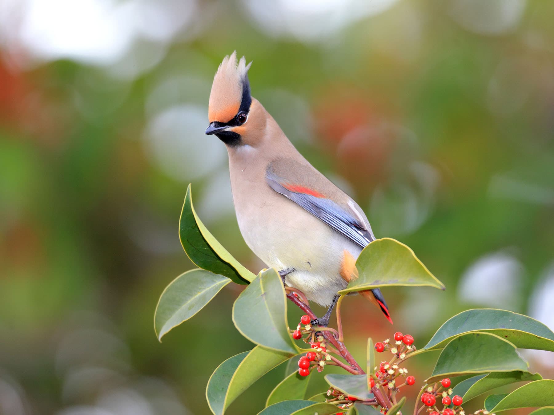 Japanese Waxwing