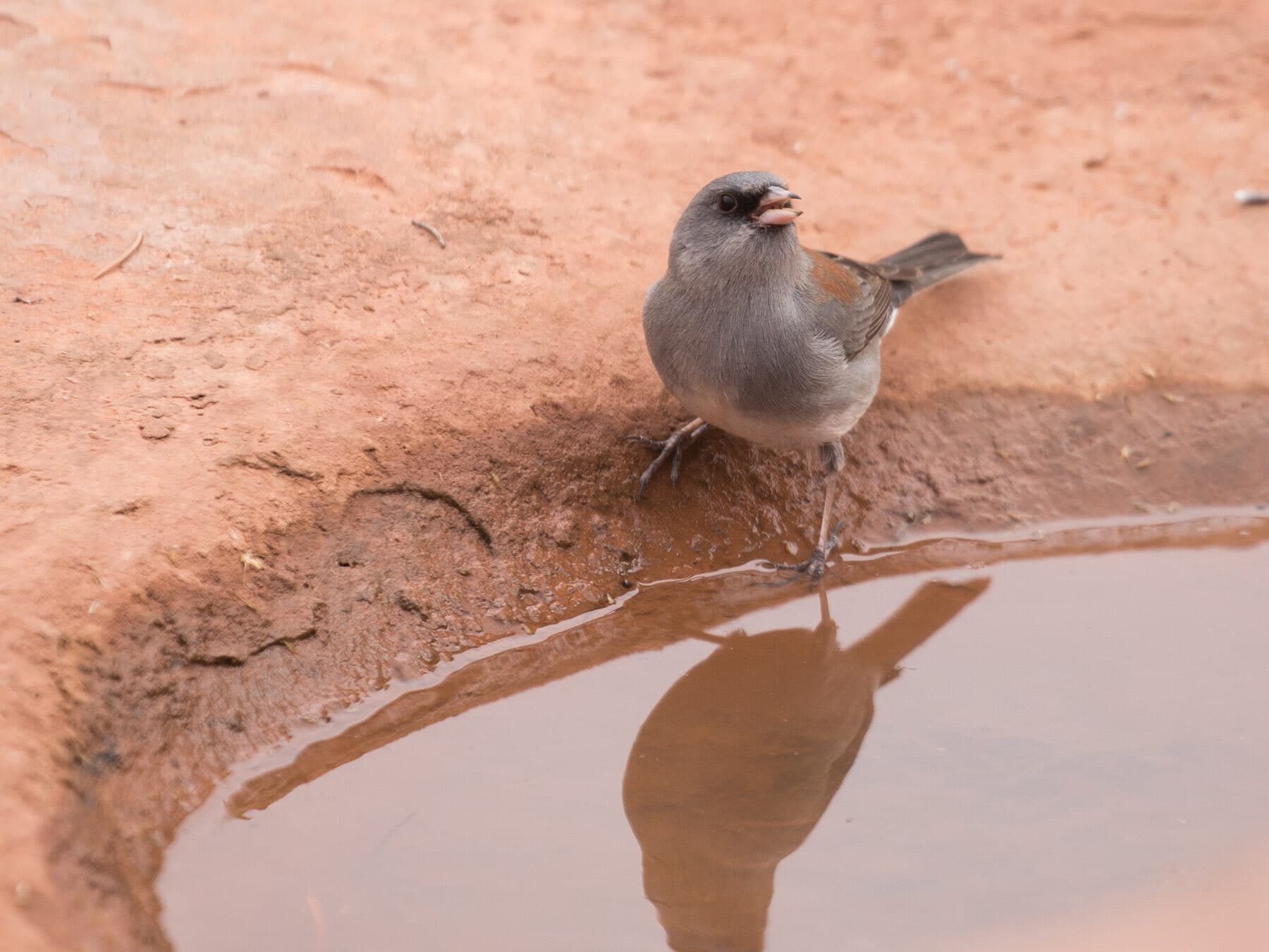 Junco drinking water