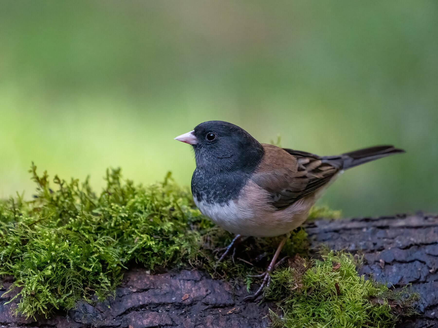 Junco foraging