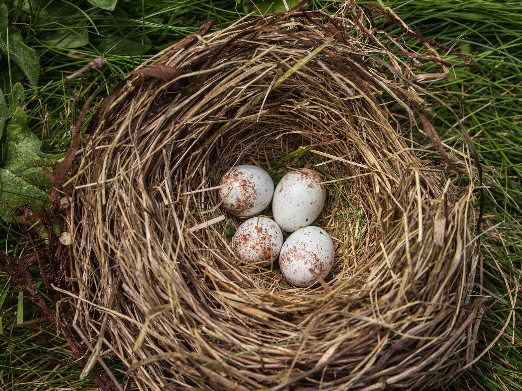 Junco nest