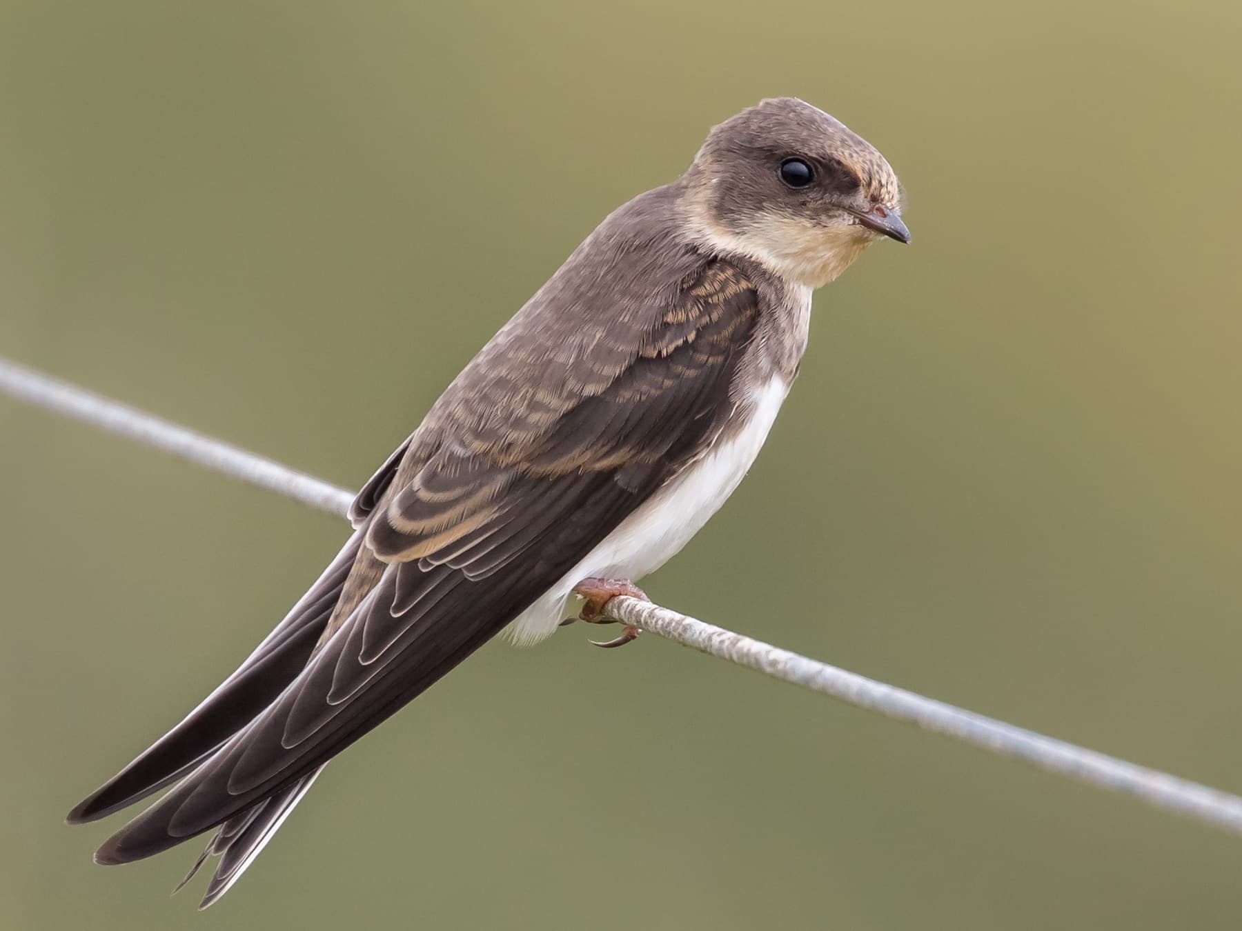 Juvenile Sand Martin
