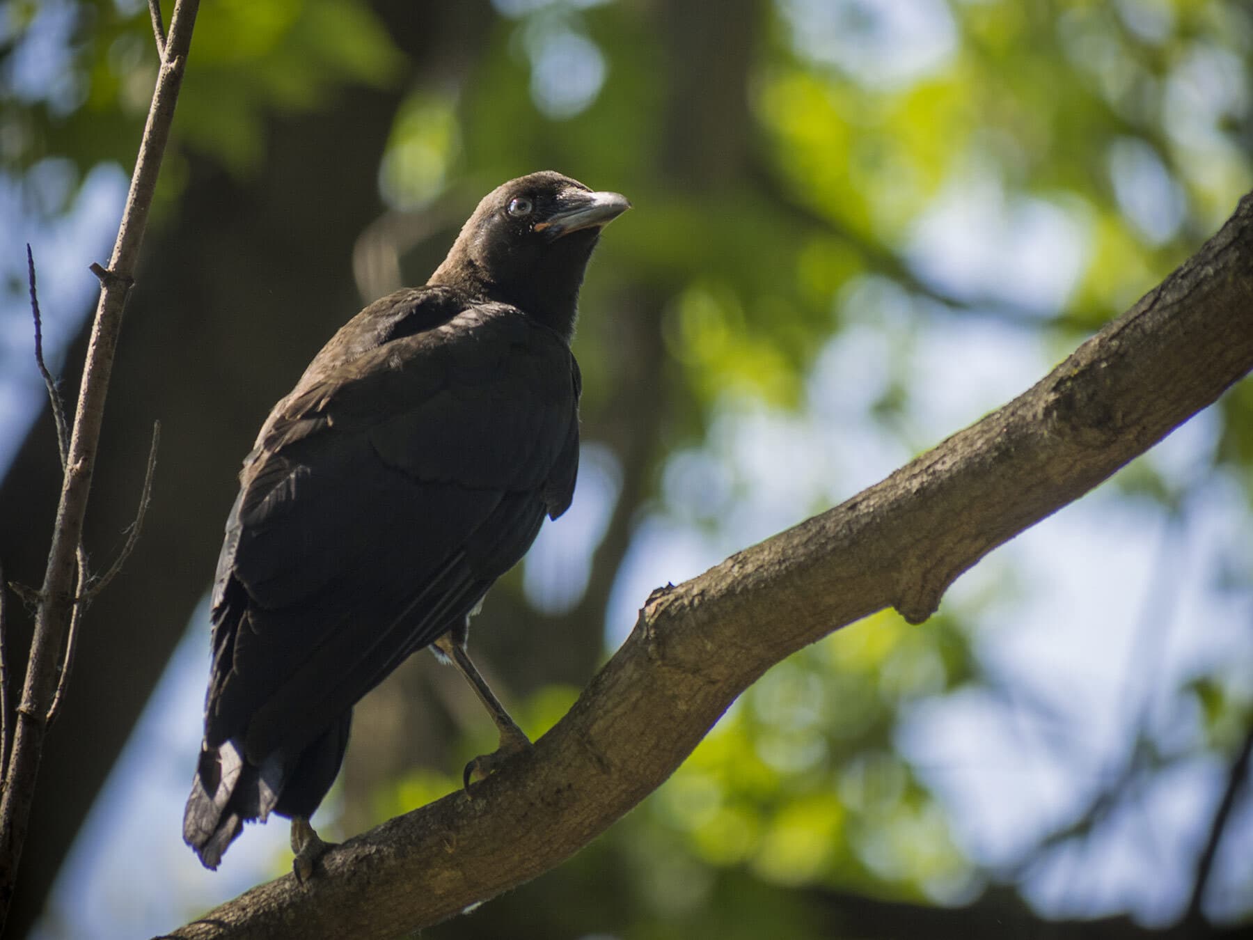 A young crow on a branch: dull, brownish-black feathers and a pale blue-gray eye