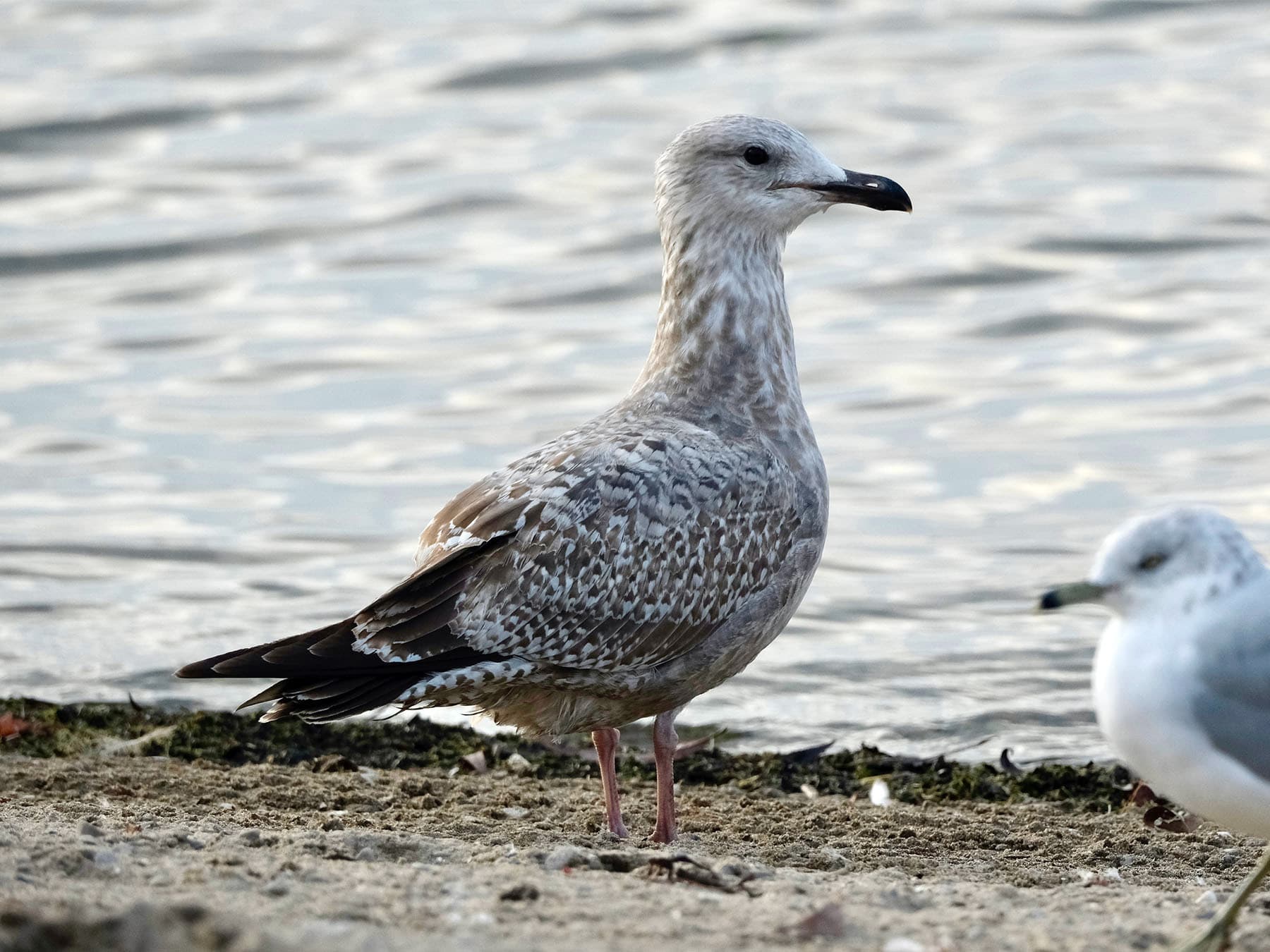 Juvenile American Herring Gull with Ring-billed Gull