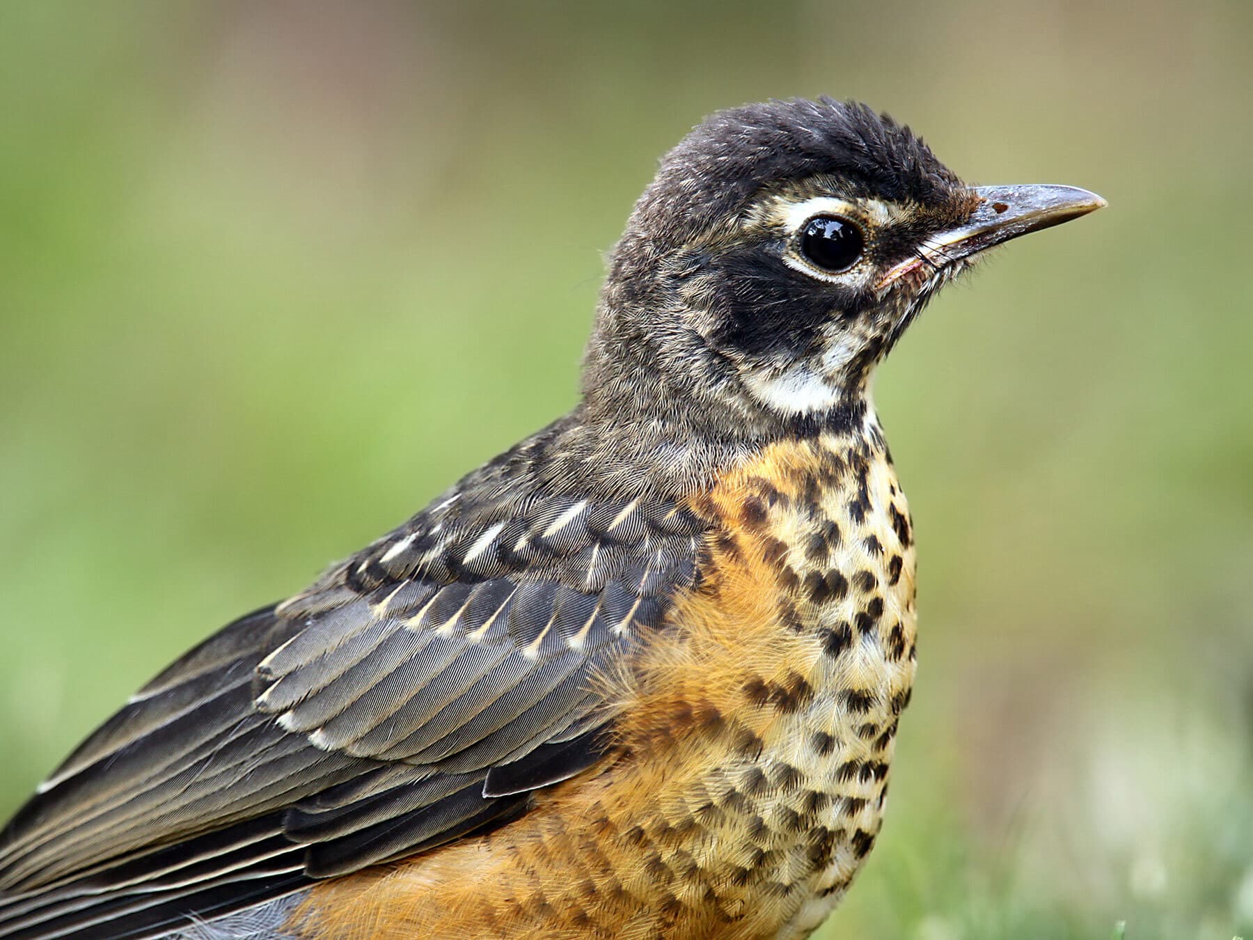A juvenile American Robin with a black-spotted breast