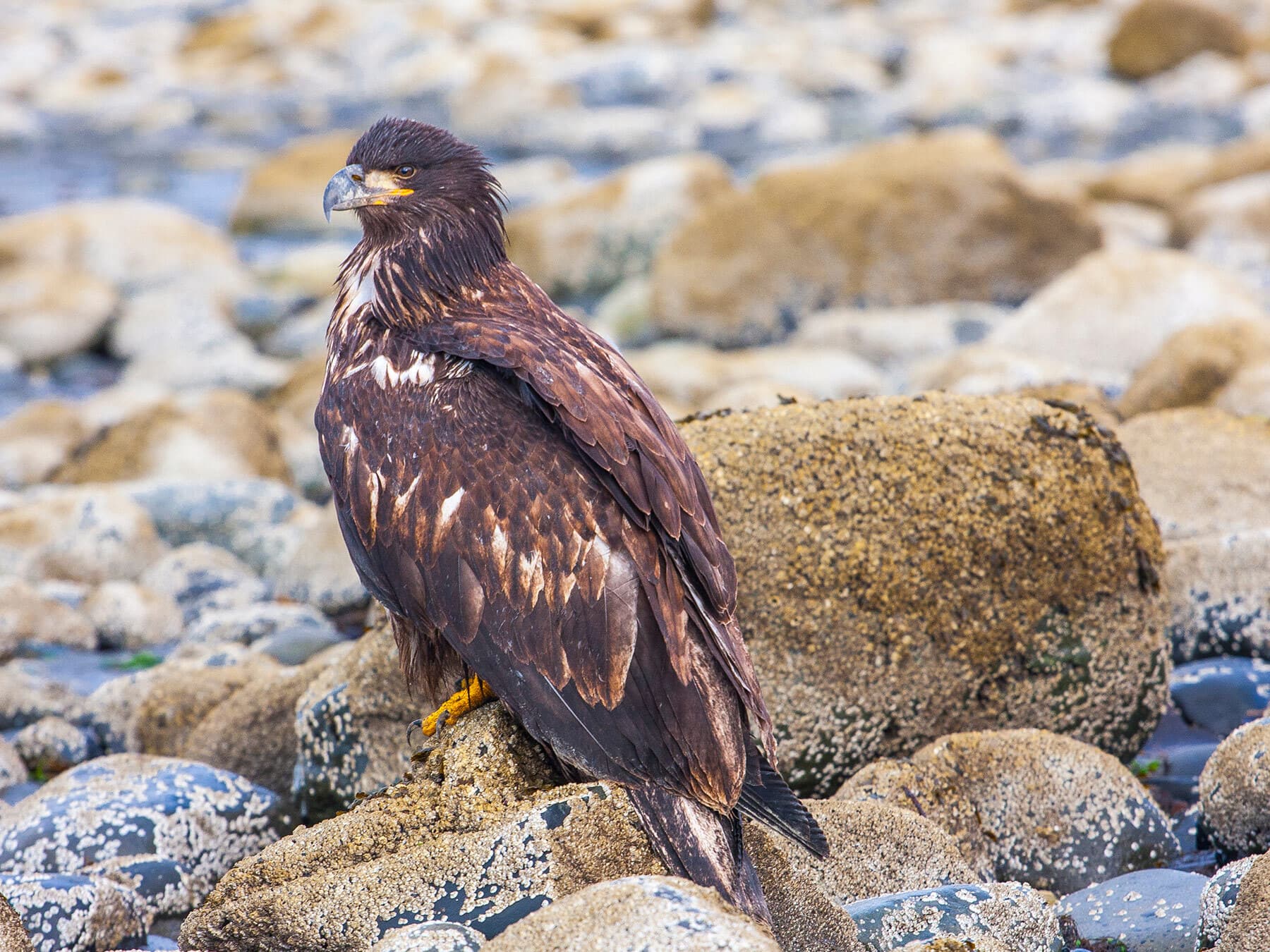 Juvenile bald eagle
