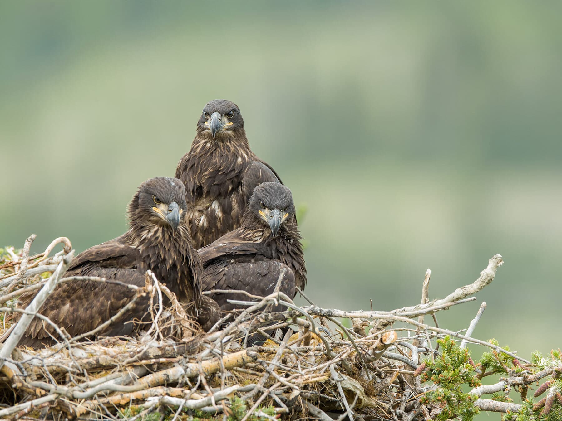 Juvenile bald eagles in nest