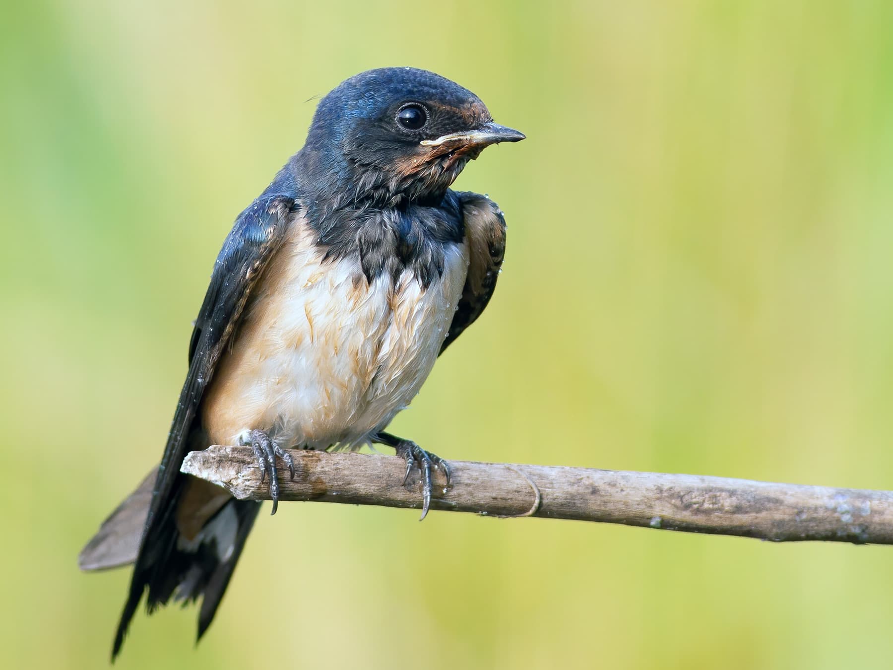 Juvenile Barn Swallow