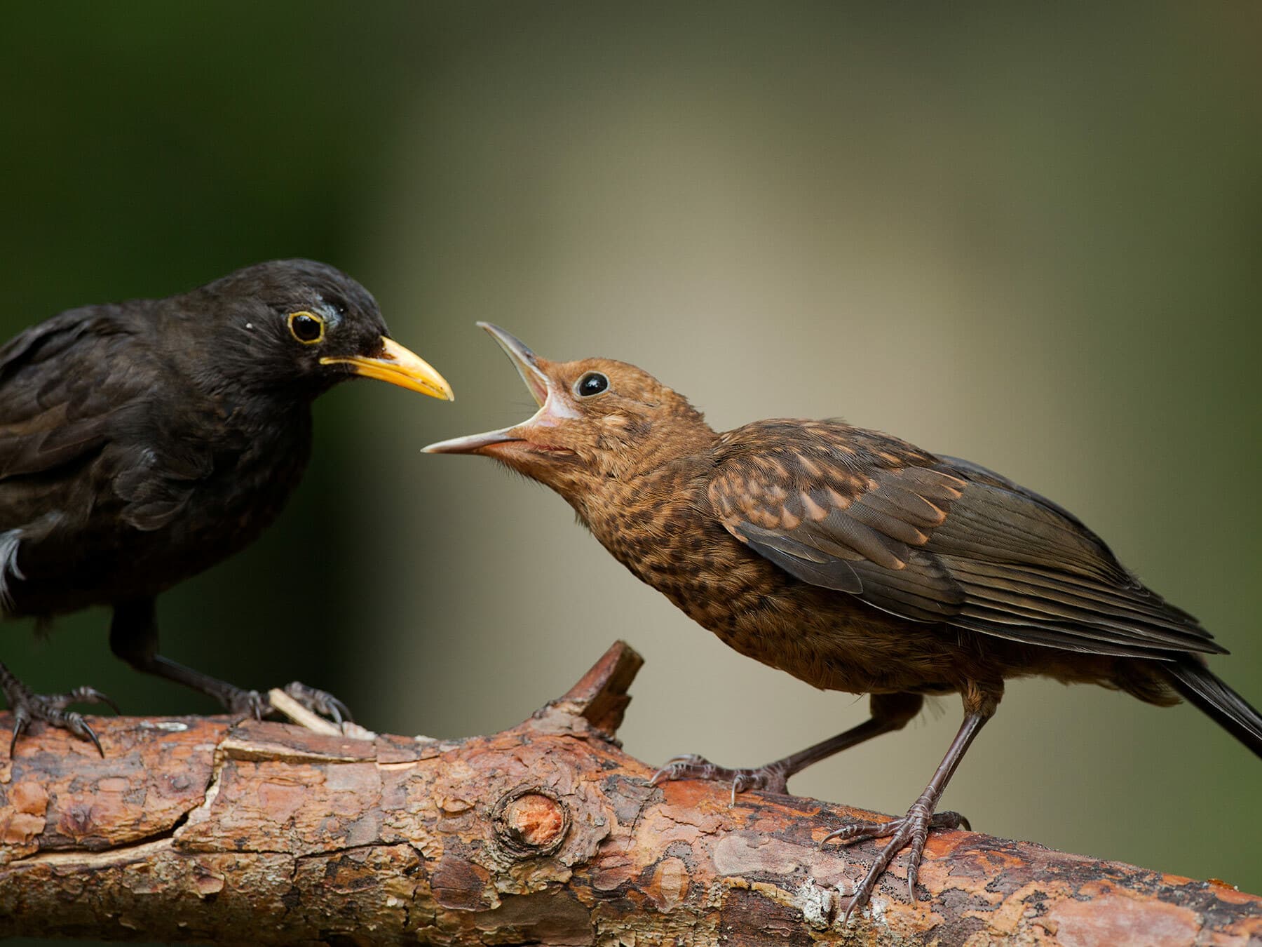 Juvenile blackbird waiting to be fed