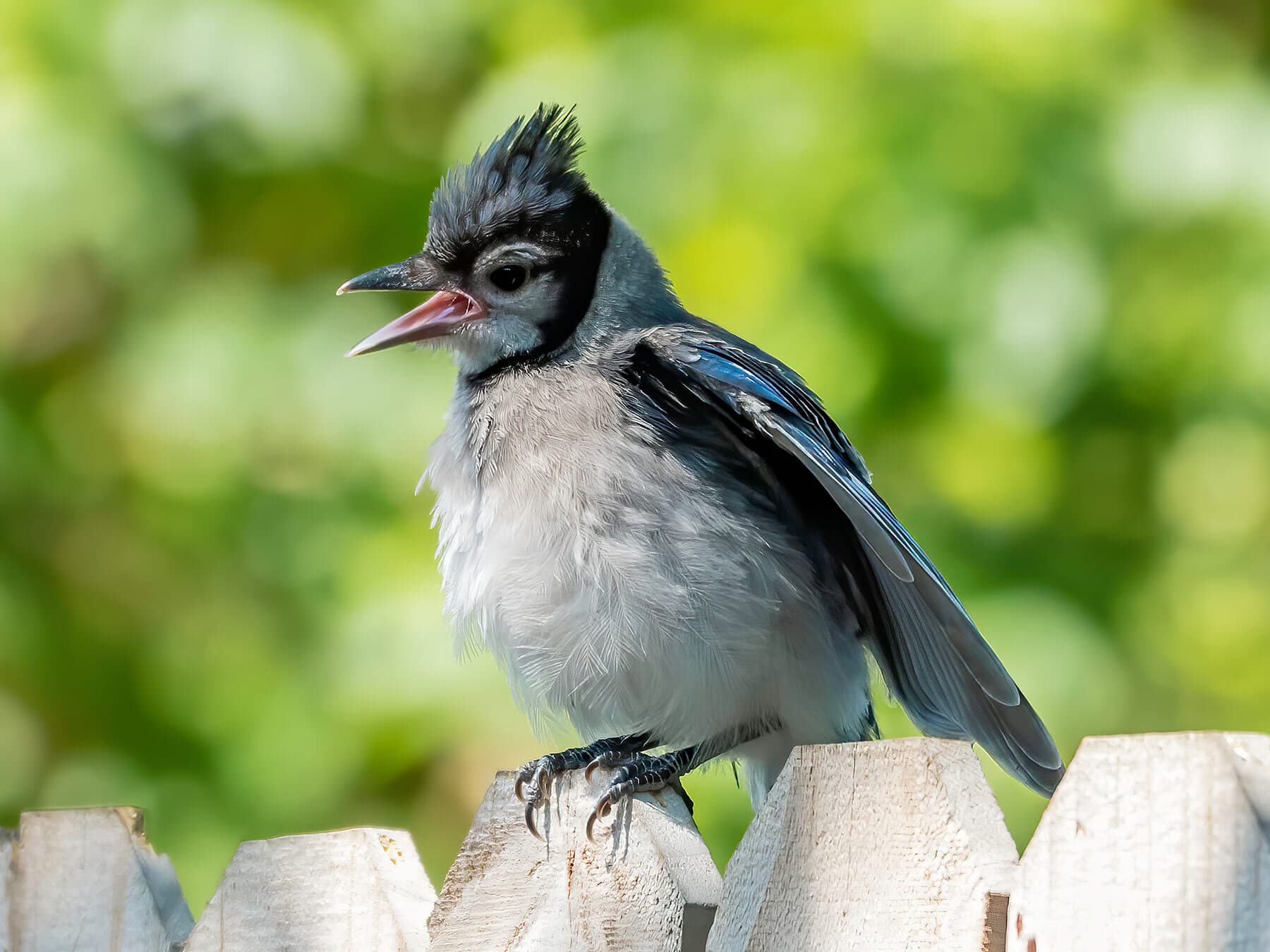 Juvenile blue jay