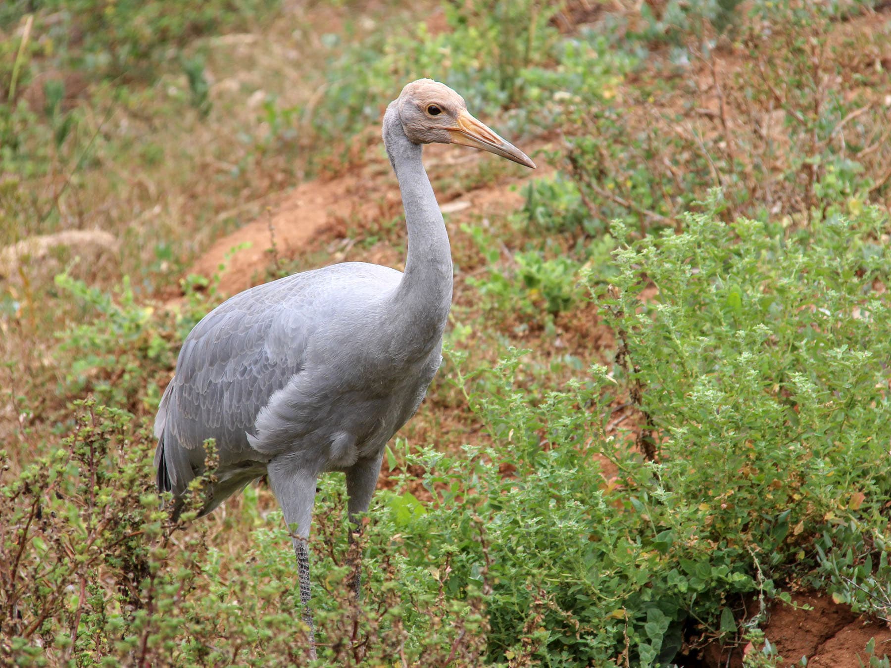 Juvenile Brolga