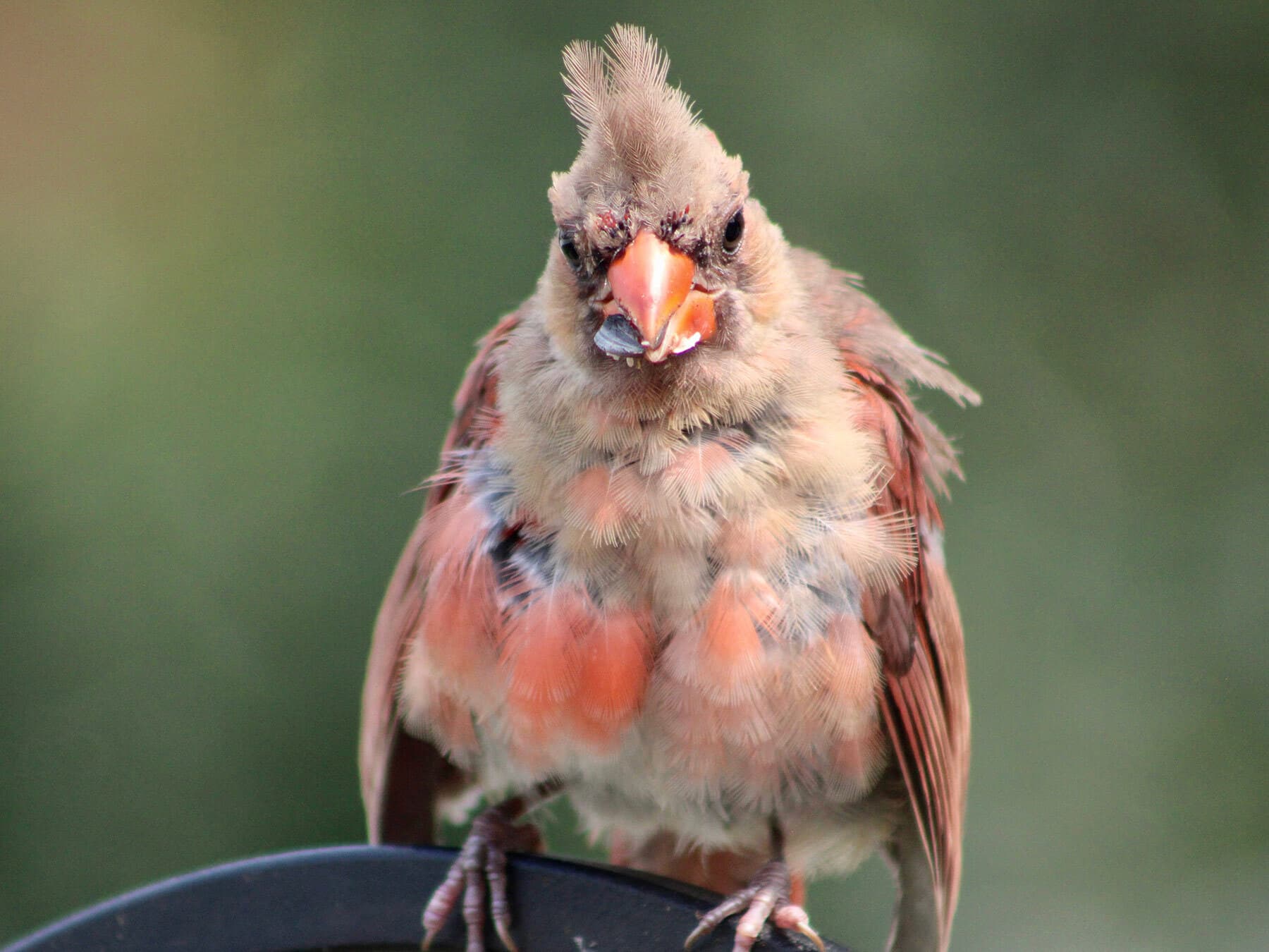 Juvenile cardinal feeding