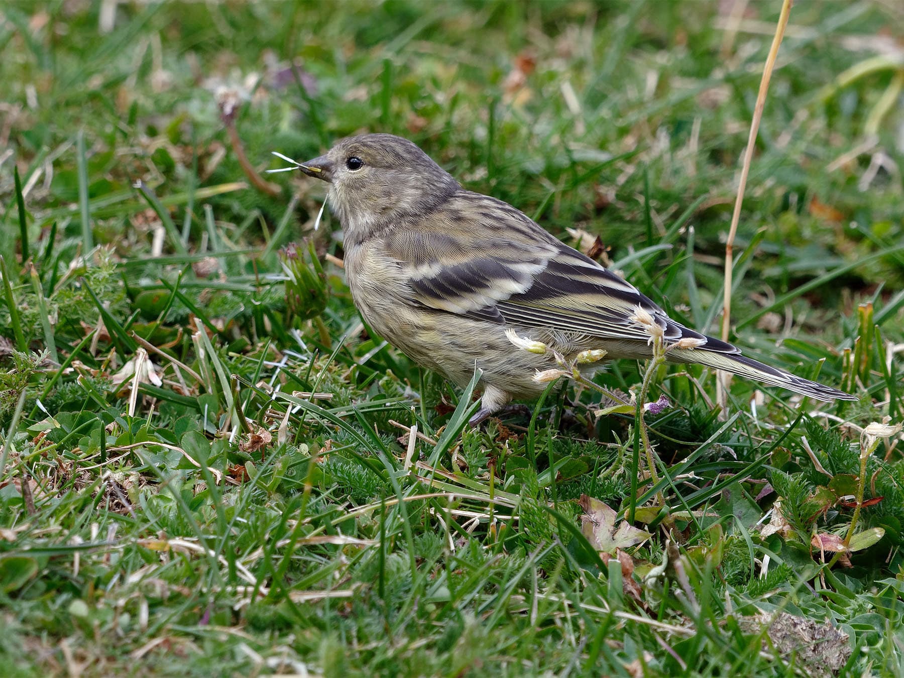Juvenile Citril Finch