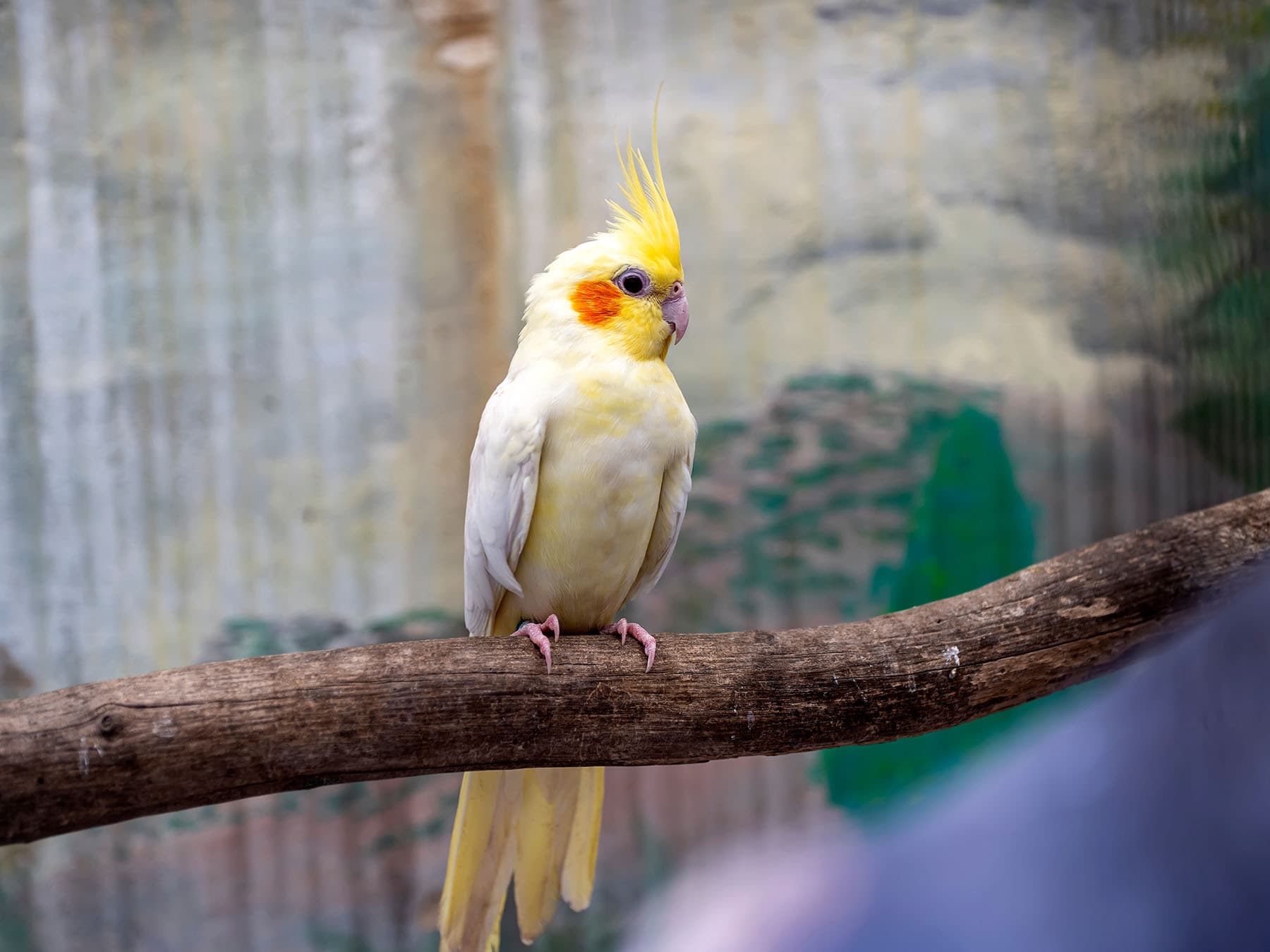 Juvenile cockatiel