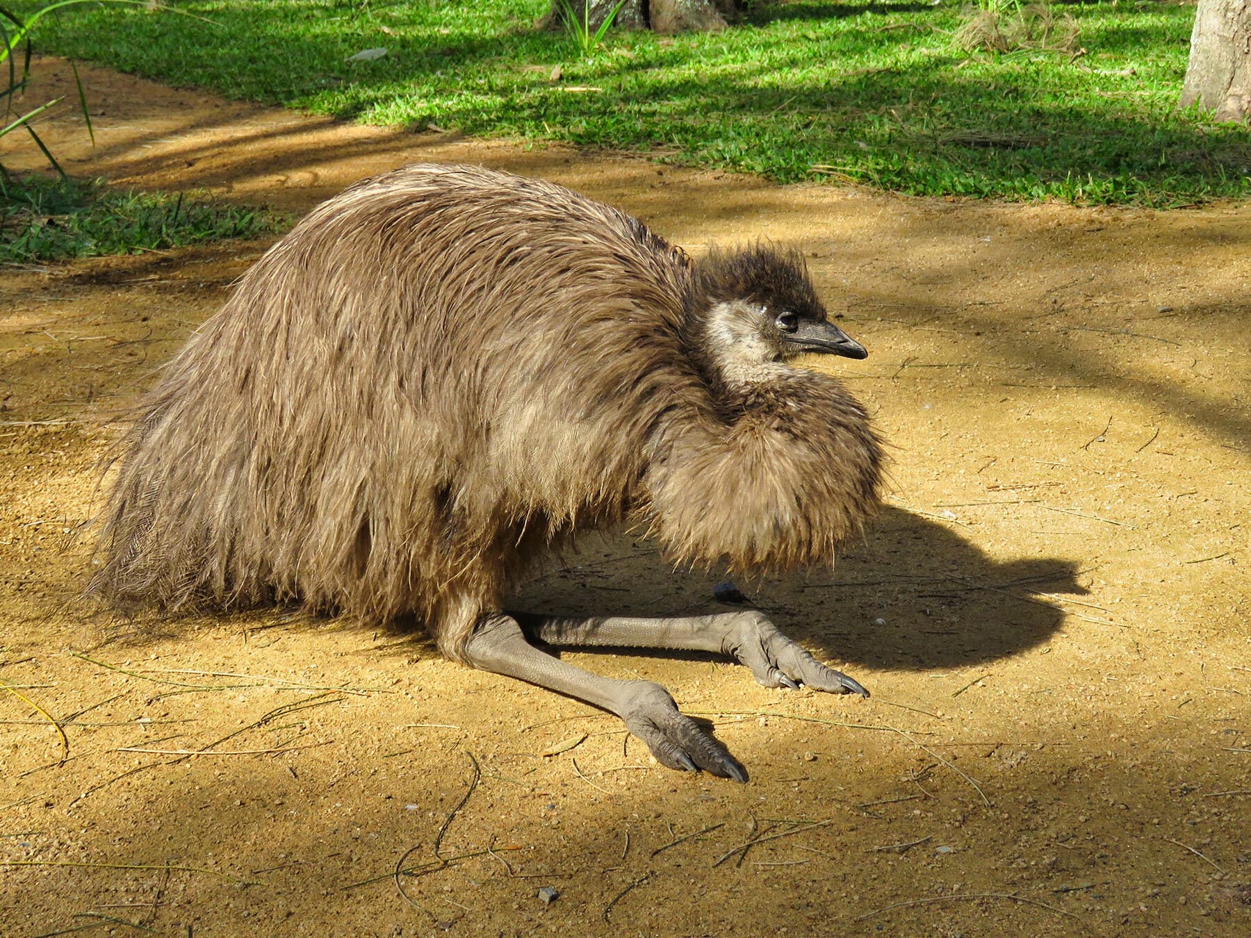 Juvenile emu