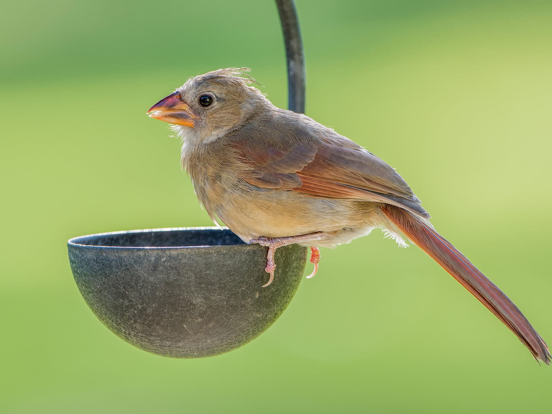 A young cardinal at a feeder, its bill turning from dark to orange