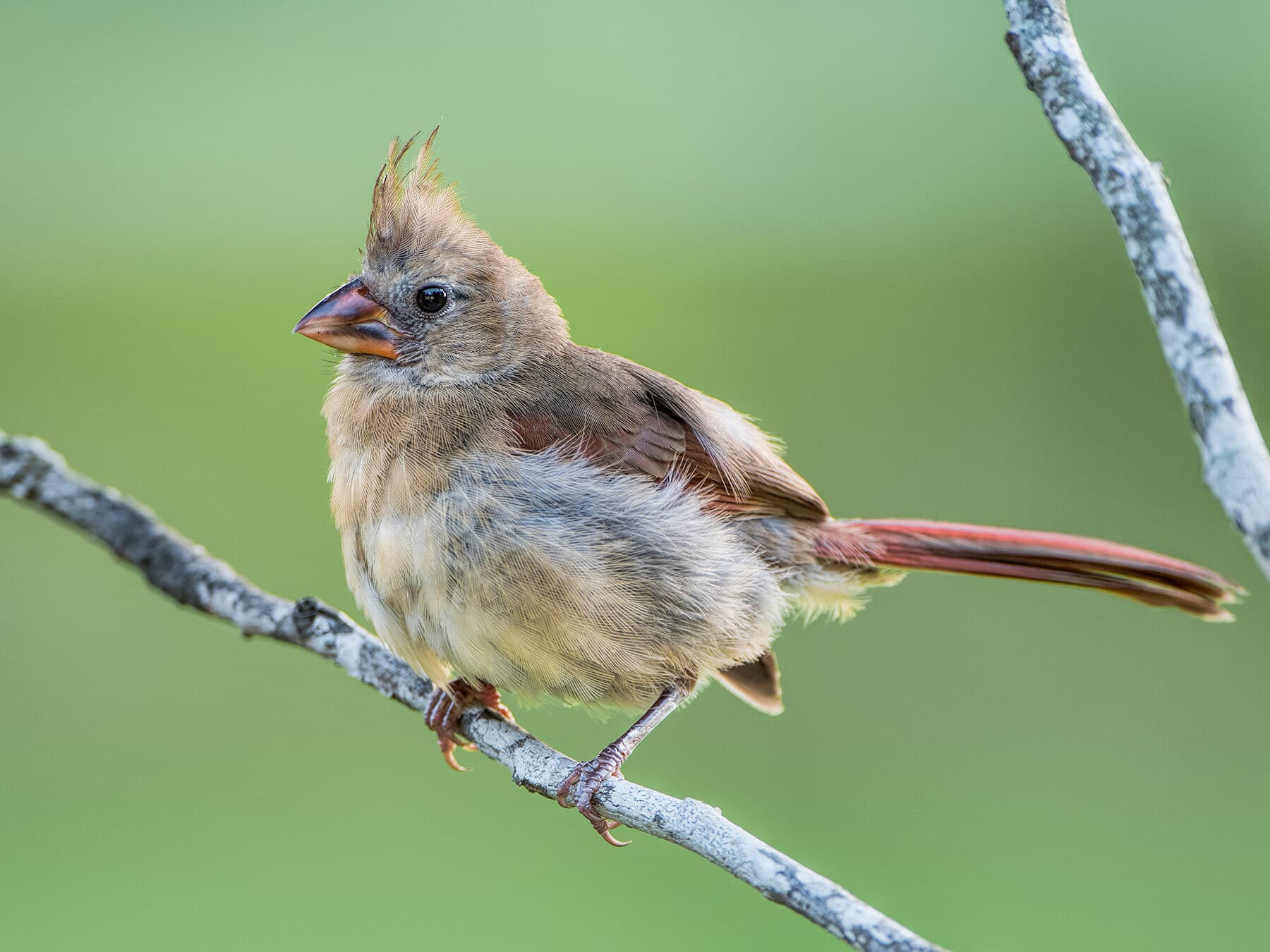 A juvenile cardinal with a dark gray bill, brown body and fluffy feathers