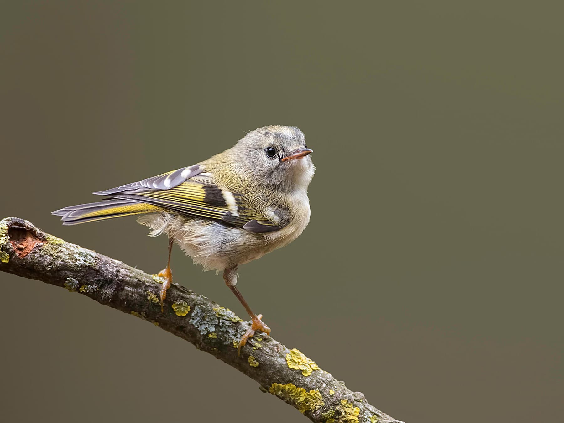 Juvenile Firecrest