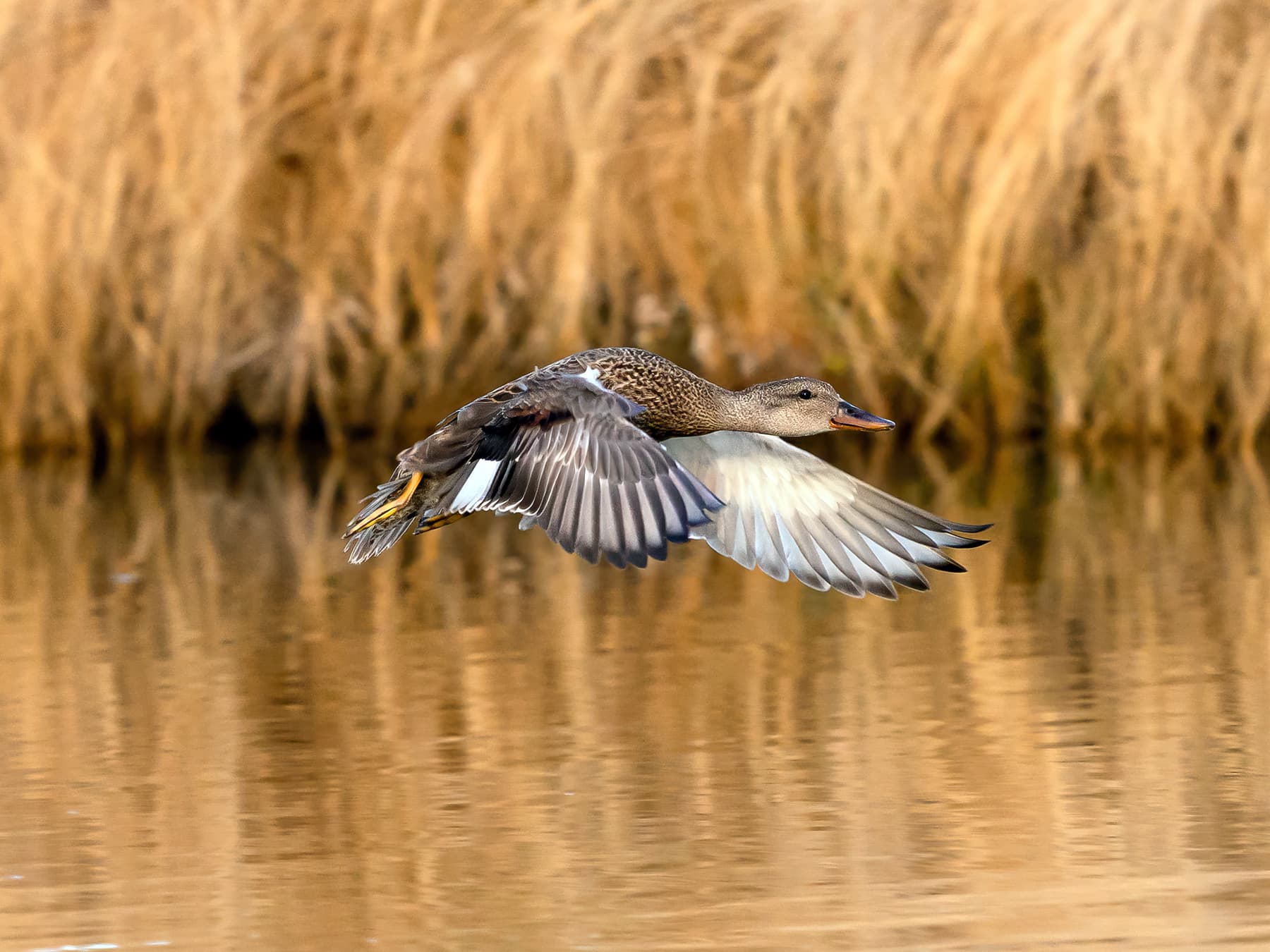 Juvenile gadwall duck in flight