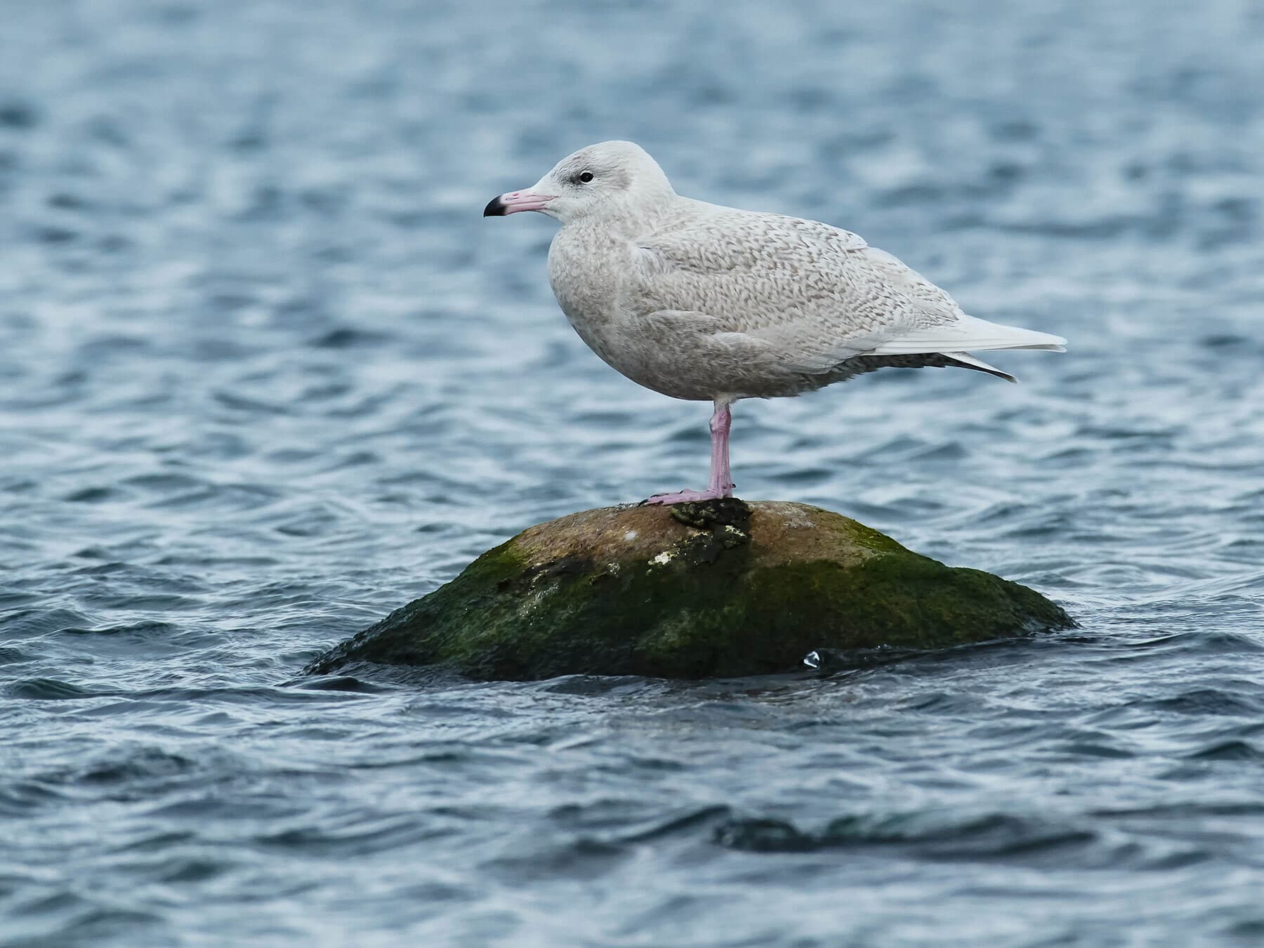 Juvenile glaucous gull