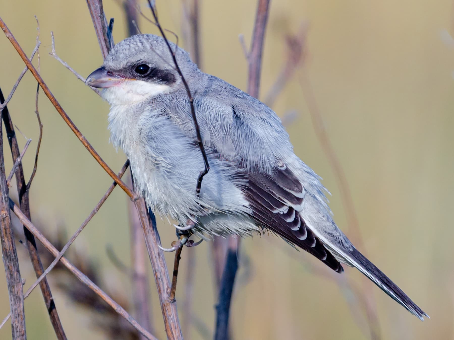 Juvenile Great Grey Shrike
