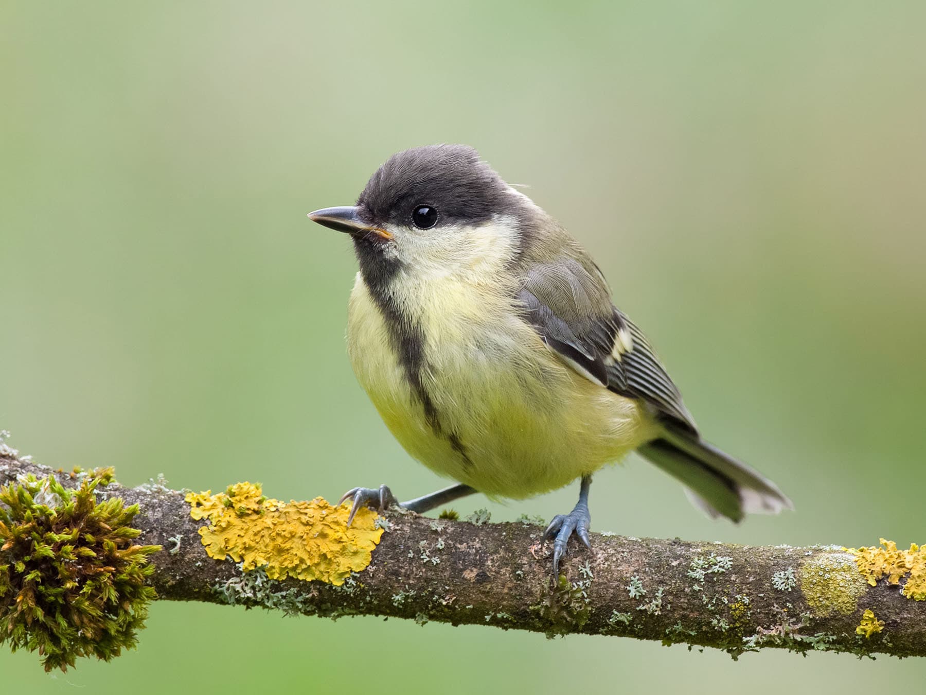 A young Great Tit: yellowish cheeks, a sooty-brown cap and a grey breast stripe