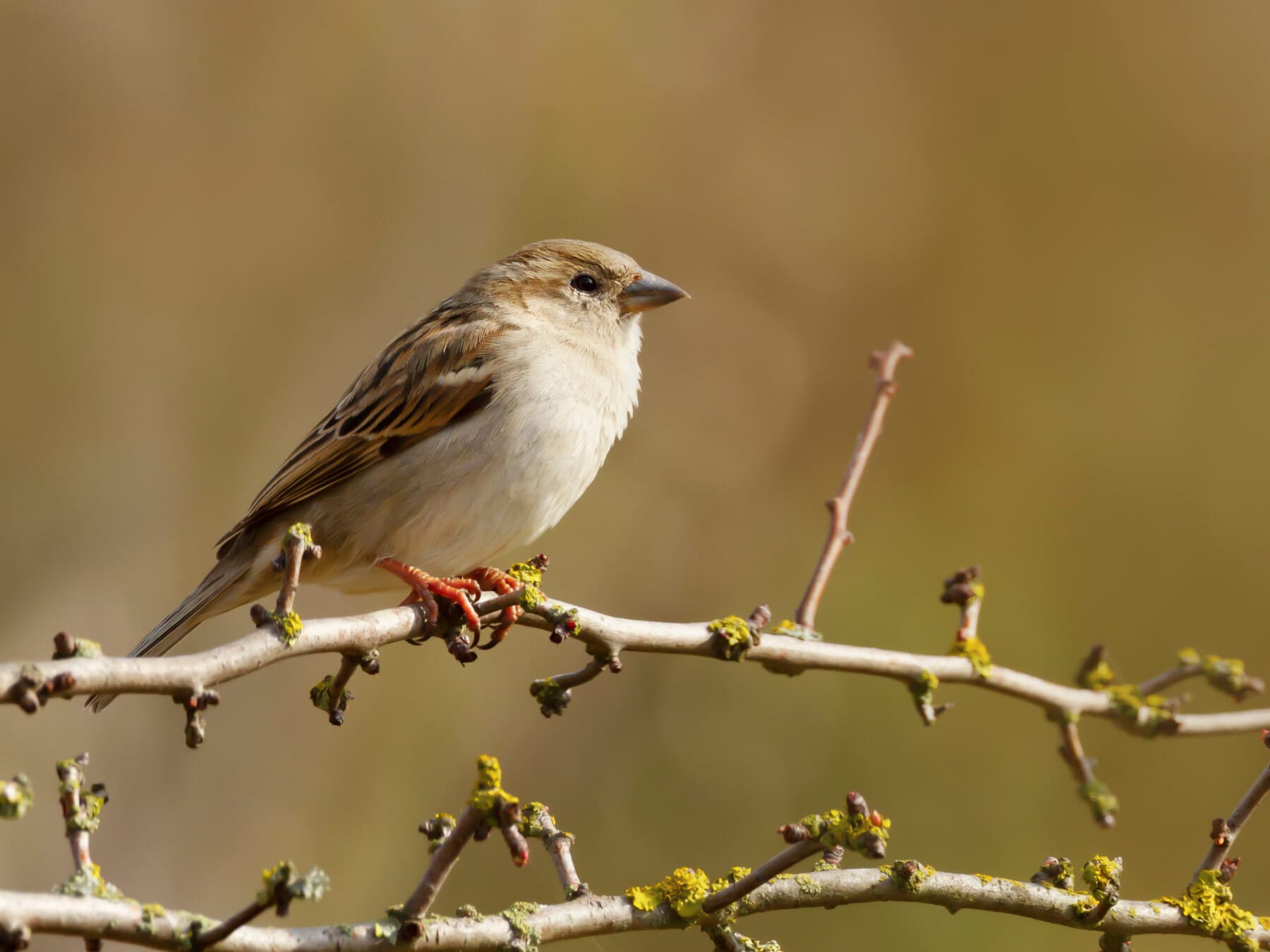 Juvenile house sparrow