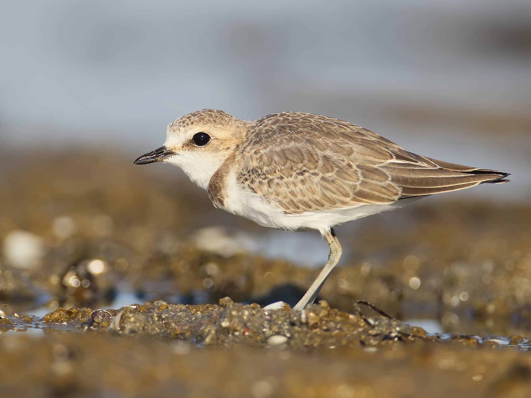 Juvenile Kentish Plover