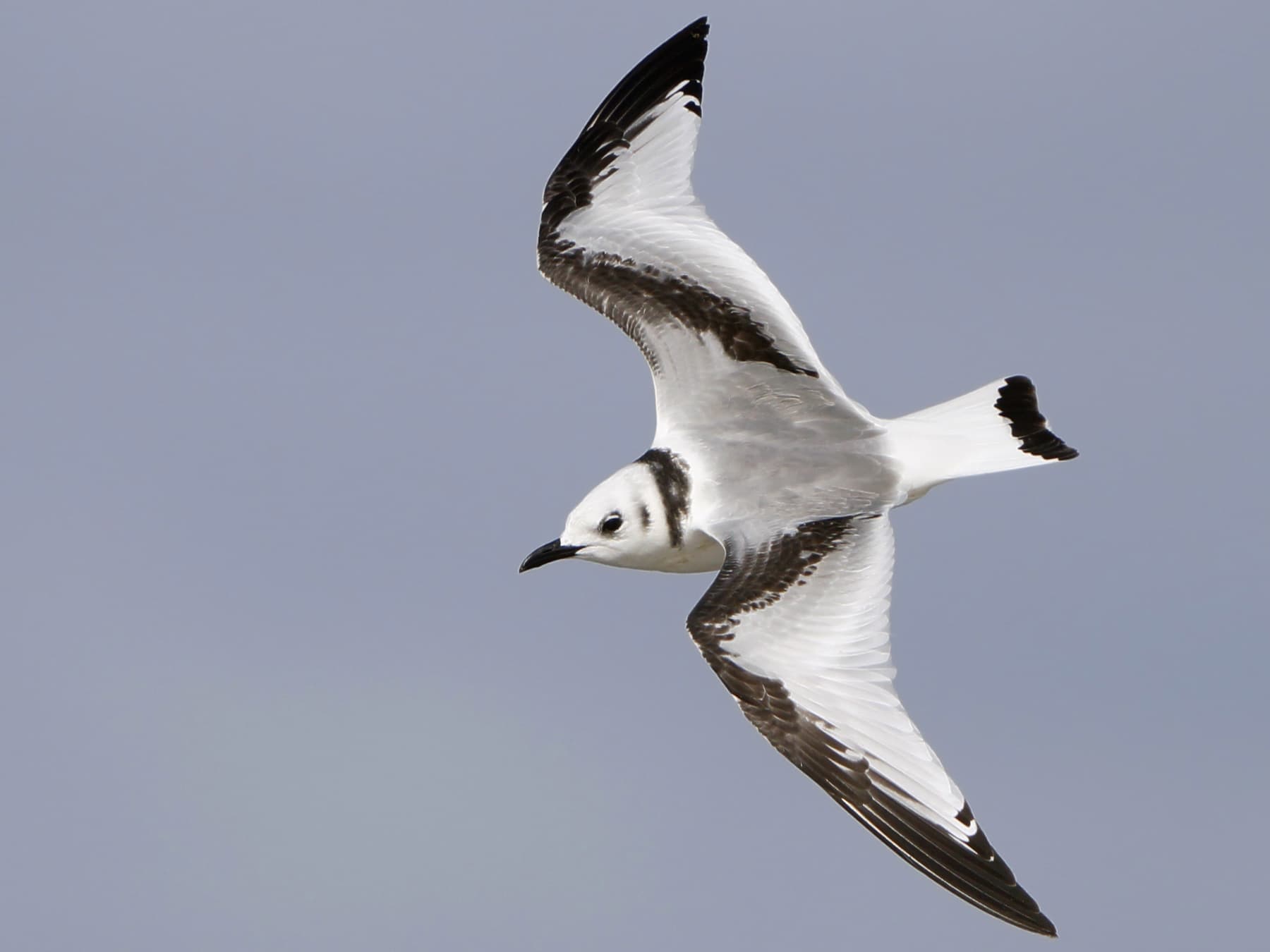 Juvenile Kittiwake in-flight