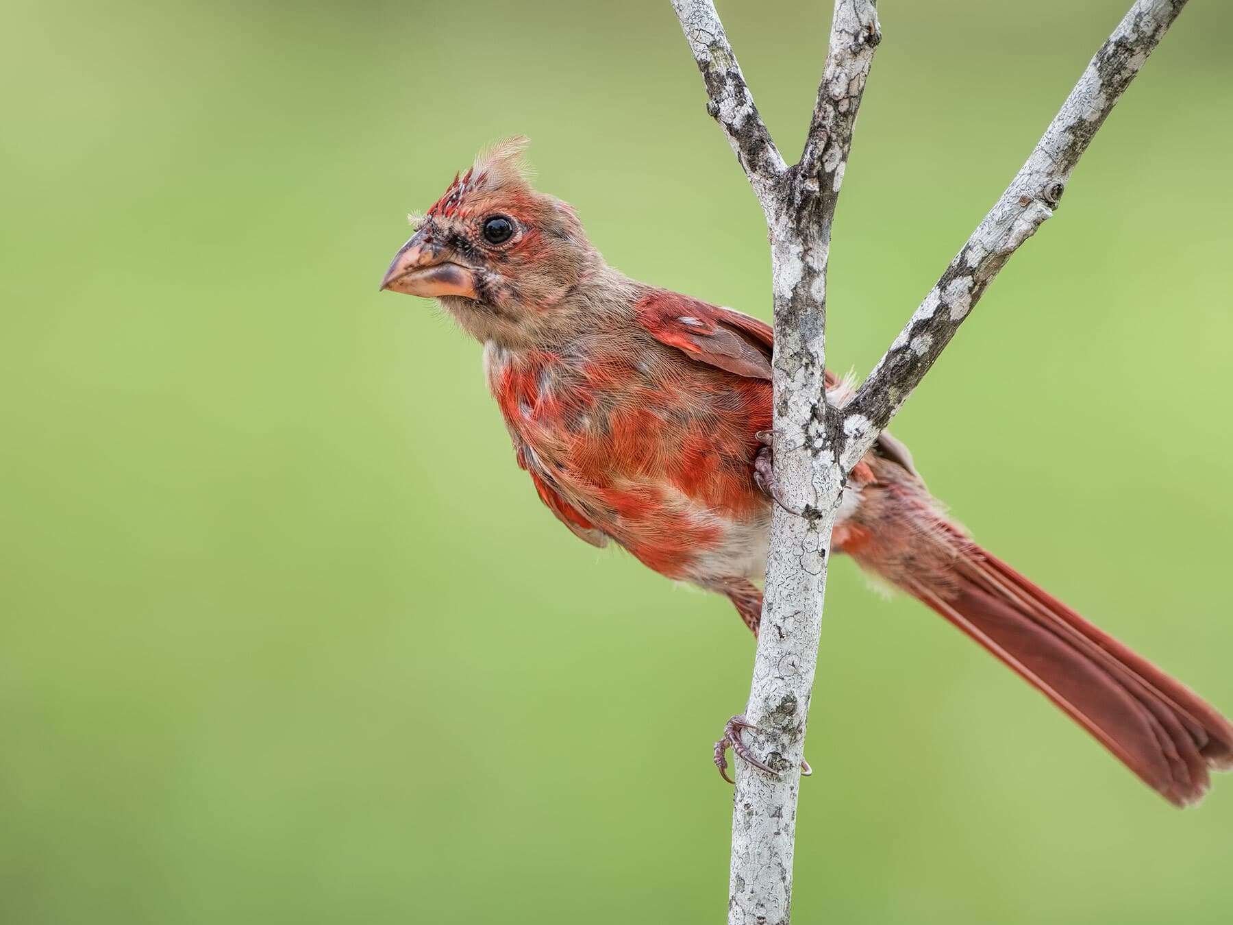 A young male cardinal in its first molt: patchy red feathers, a ragged crest and a bill not yet fully orange