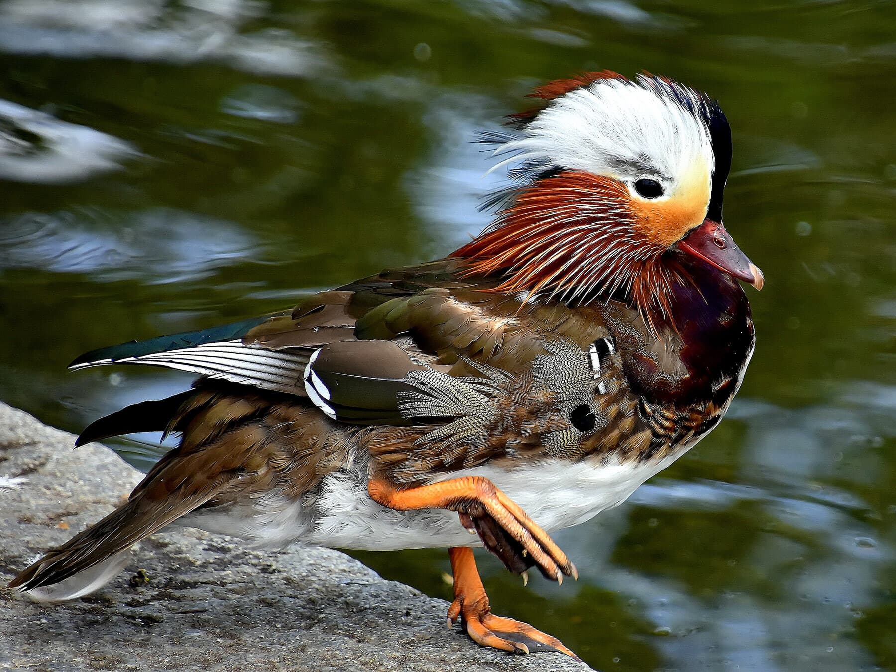 Juvenile mandarin duck