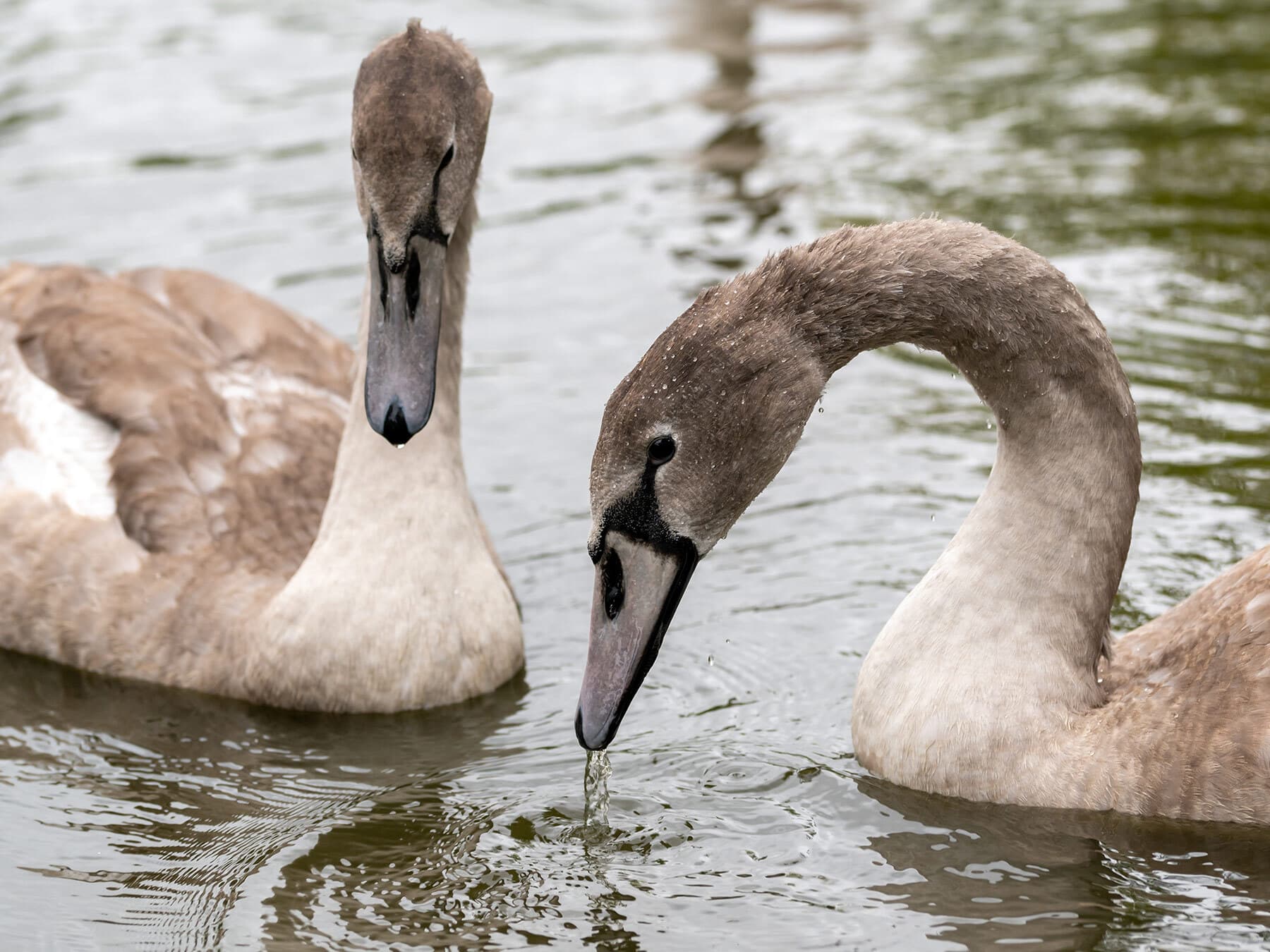Juvenile mute swan cygnets